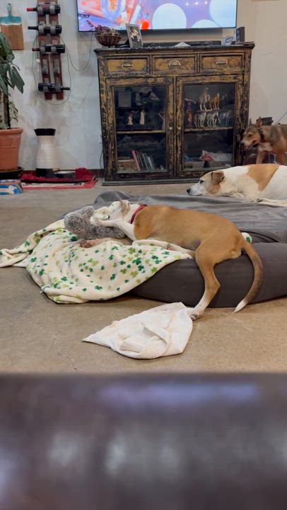 Enlarge Elly, a Adopted mixed breed in Stephenville, TX video 5/5