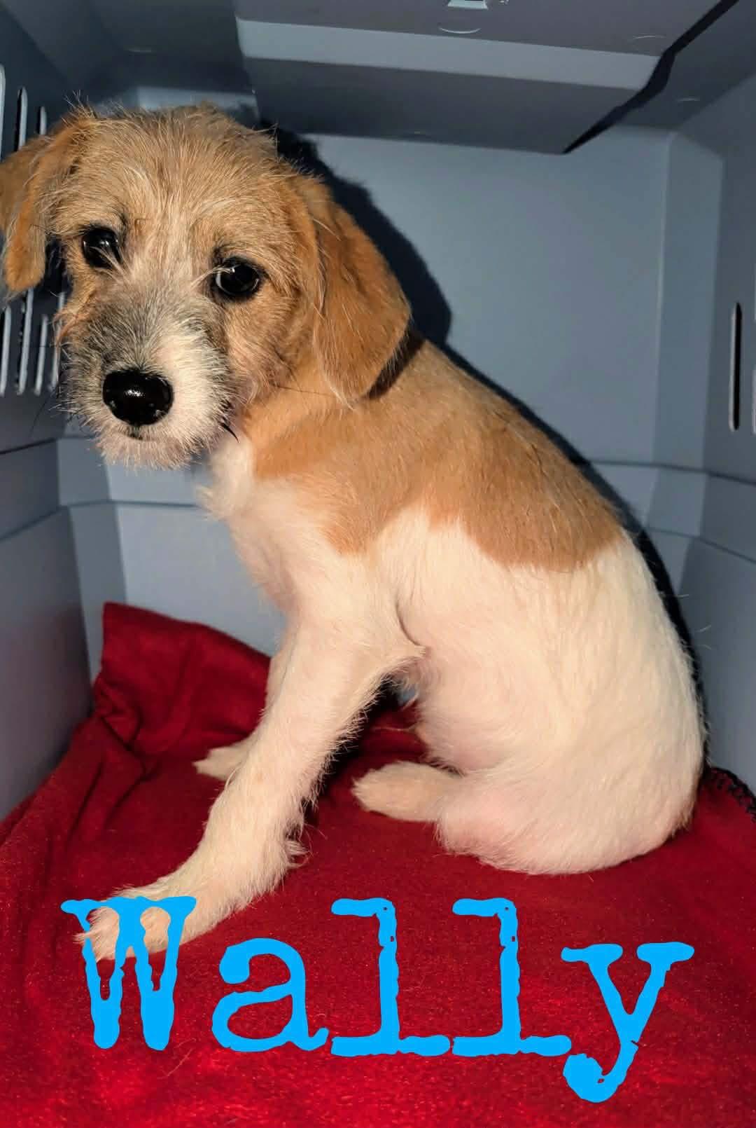 Wally, Adoptable, Young Male Jack Russell Terrier & Miniature Poodle.