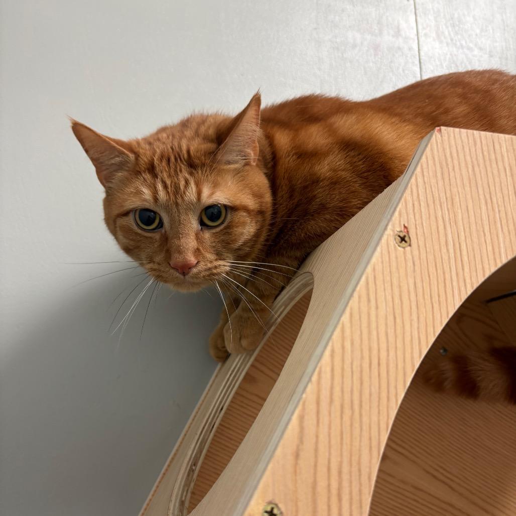 Enlarge Tigger, a Adoptable American Shorthair in Greenfield, IN image 1/1