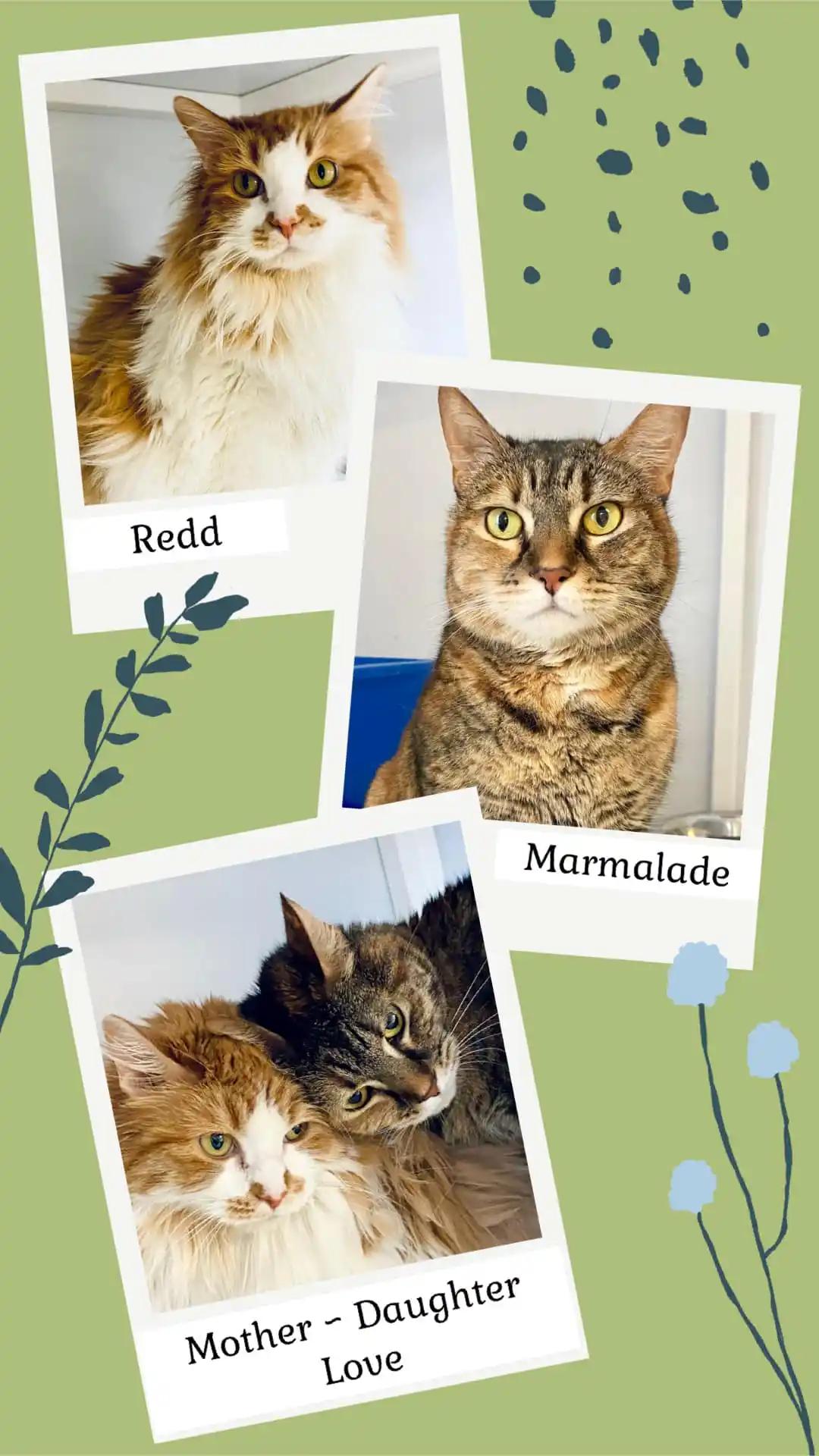 Redd & Marmalade (bonded pair)