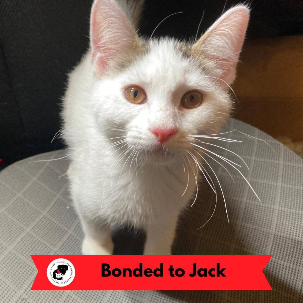 Enlarge Zoey, a Adoptable Domestic Short Hair in Skokie, IL image 2/5