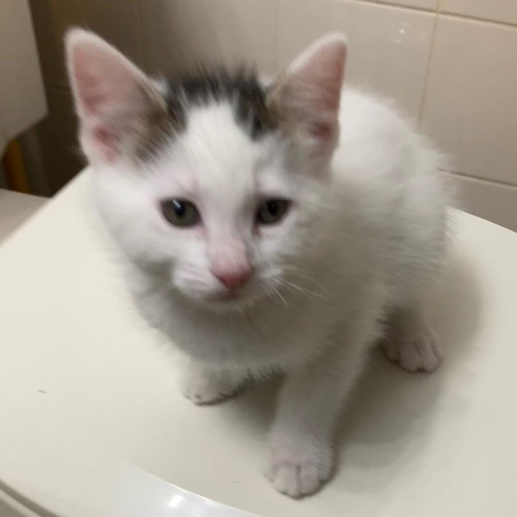 Enlarge Zoey, a Adoptable Domestic Short Hair in Skokie, IL image 3/4