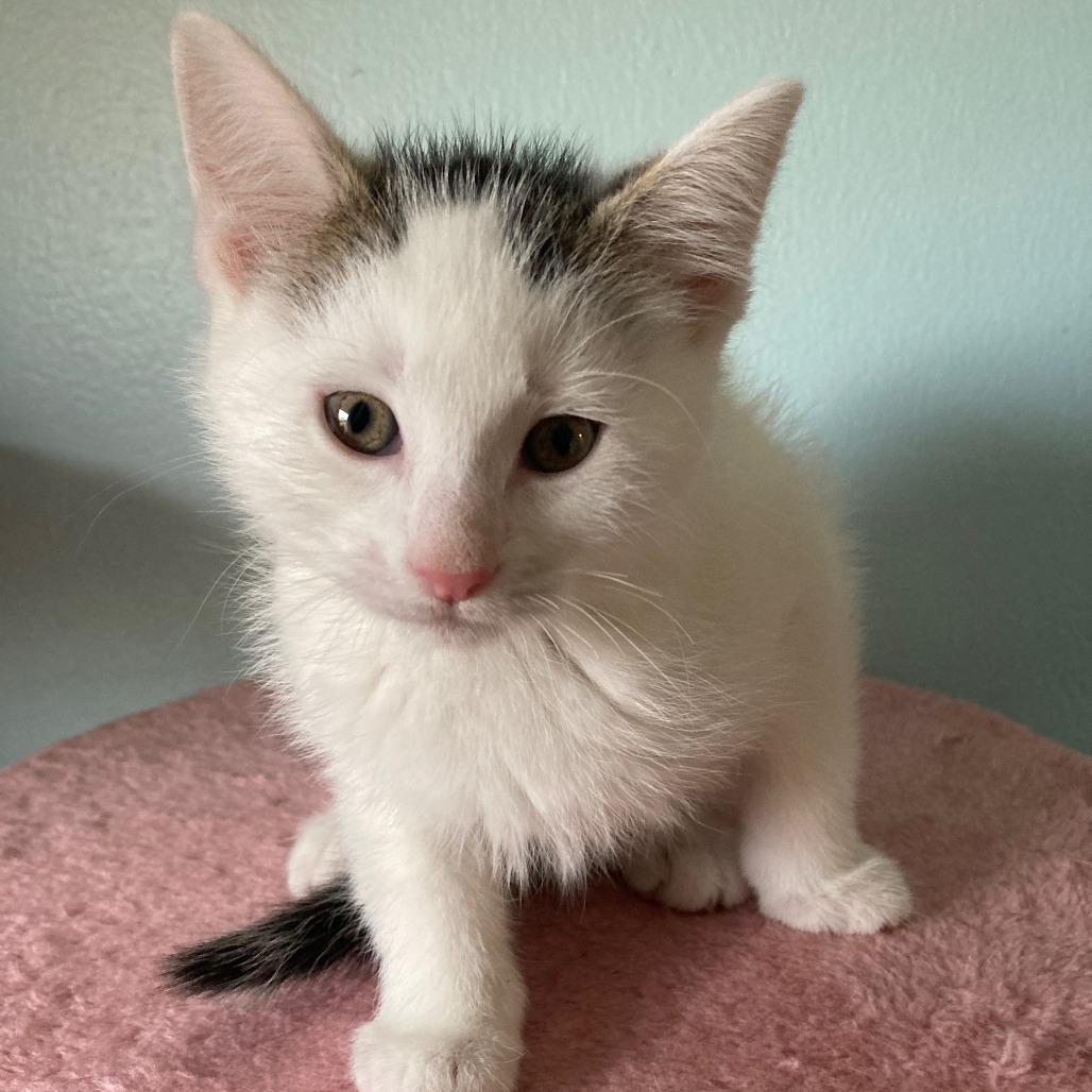 Enlarge Zoey, a Adoptable Domestic Short Hair in Skokie, IL image 5/5