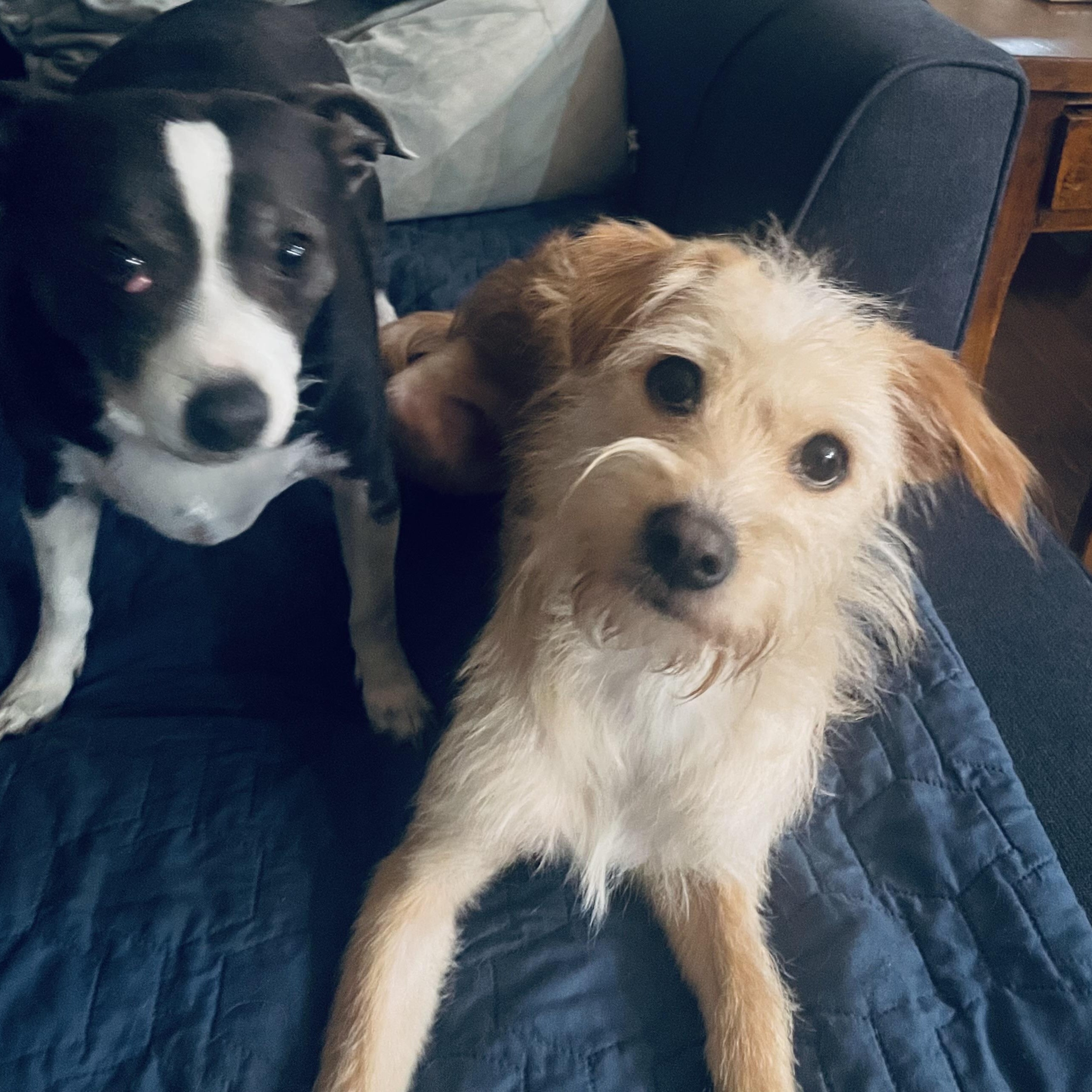 Enlarge Moose, an adopted Terrier in Huntington, NY image 2/4