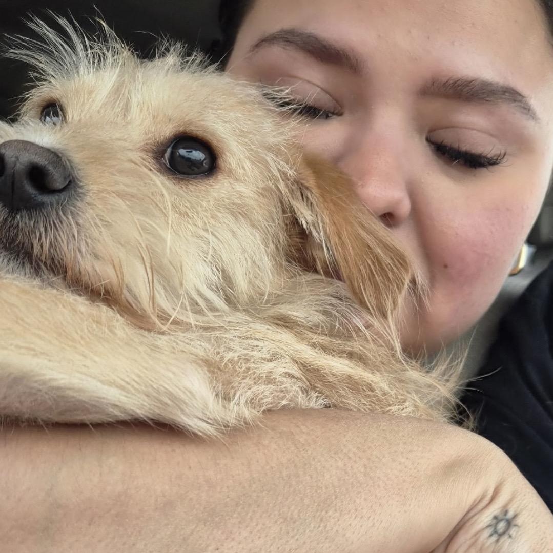 Enlarge Moose, an adopted Terrier in Huntington, NY image 4/4