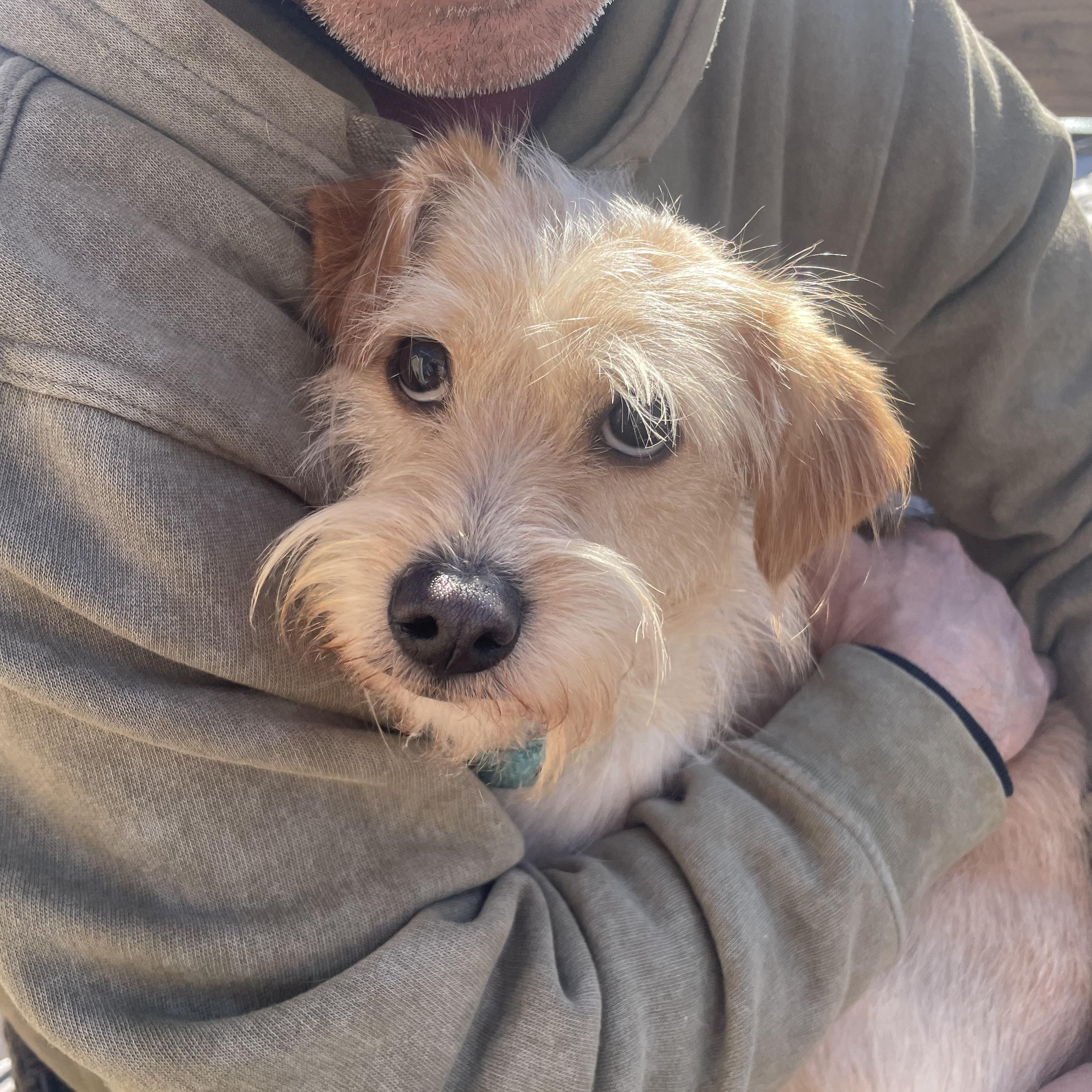 Enlarge Moose, an adopted Terrier in Huntington, NY image 3/4