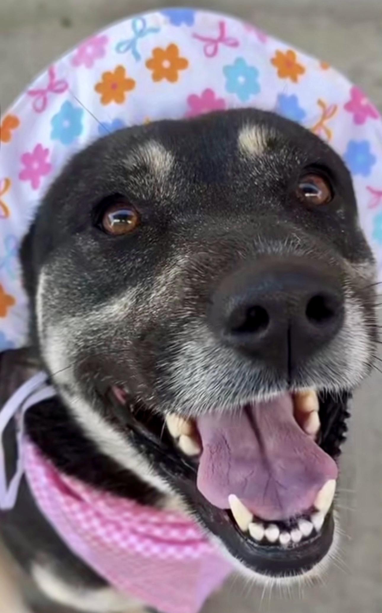 Enlarge PRiSCiLLA, a ADOPTABLE mixed breed in Carlsbad, CA image 2/6