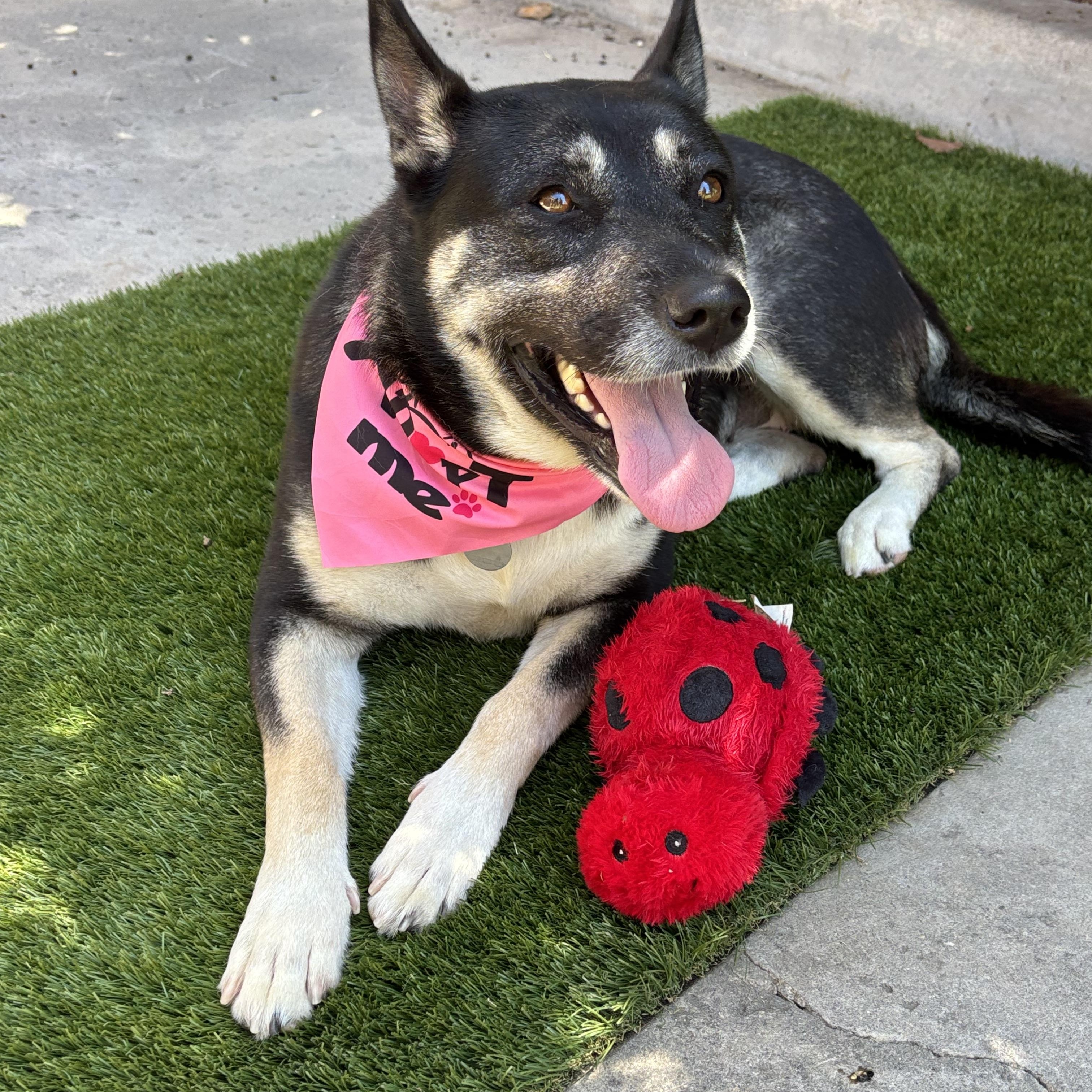 PRiSCiLLA, ADOPTABLE, Adult Female Shepherd & Siberian Husky.