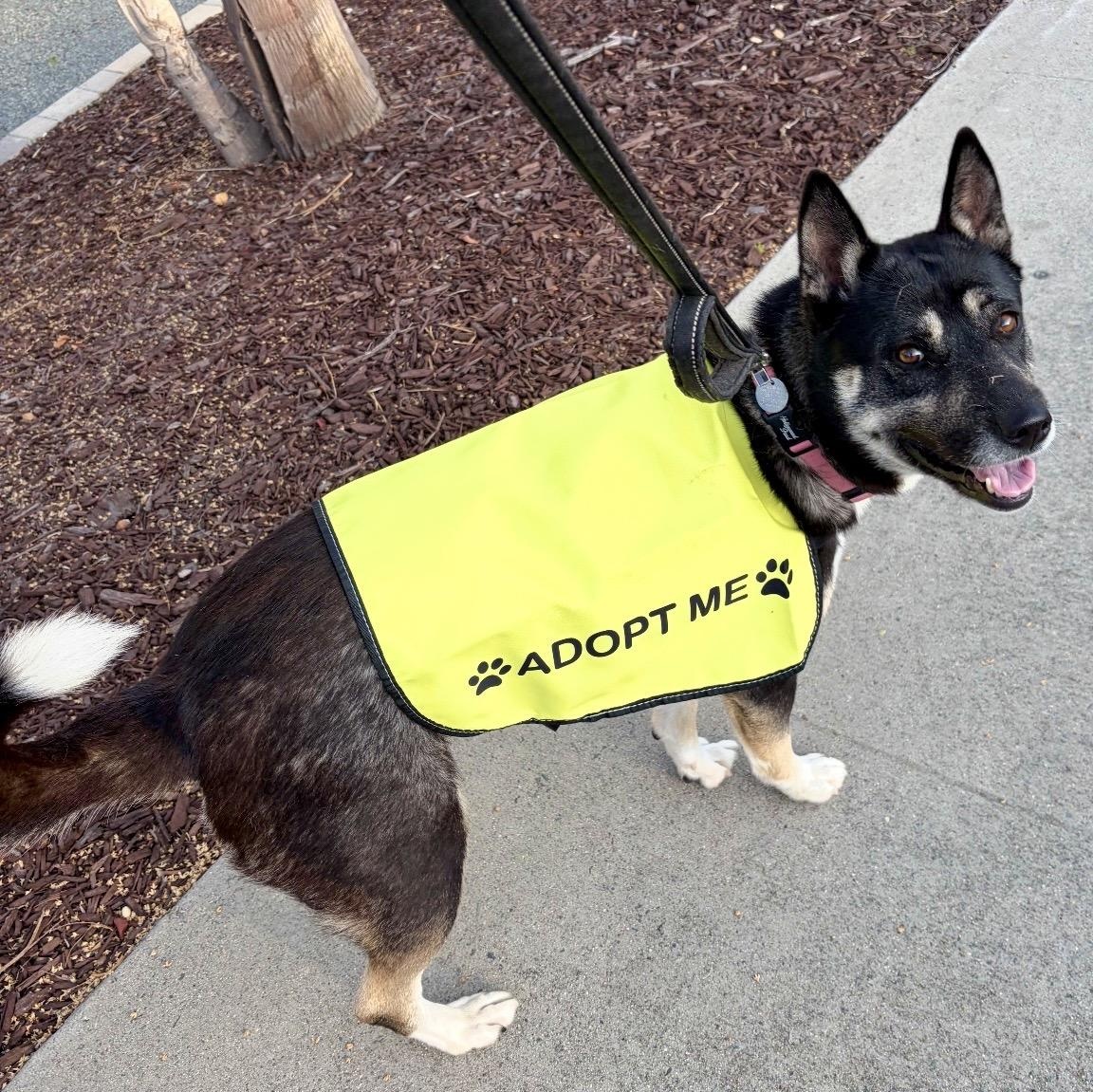 Enlarge PRiSCiLLA, a ADOPTABLE mixed breed in Carlsbad, CA image 4/6
