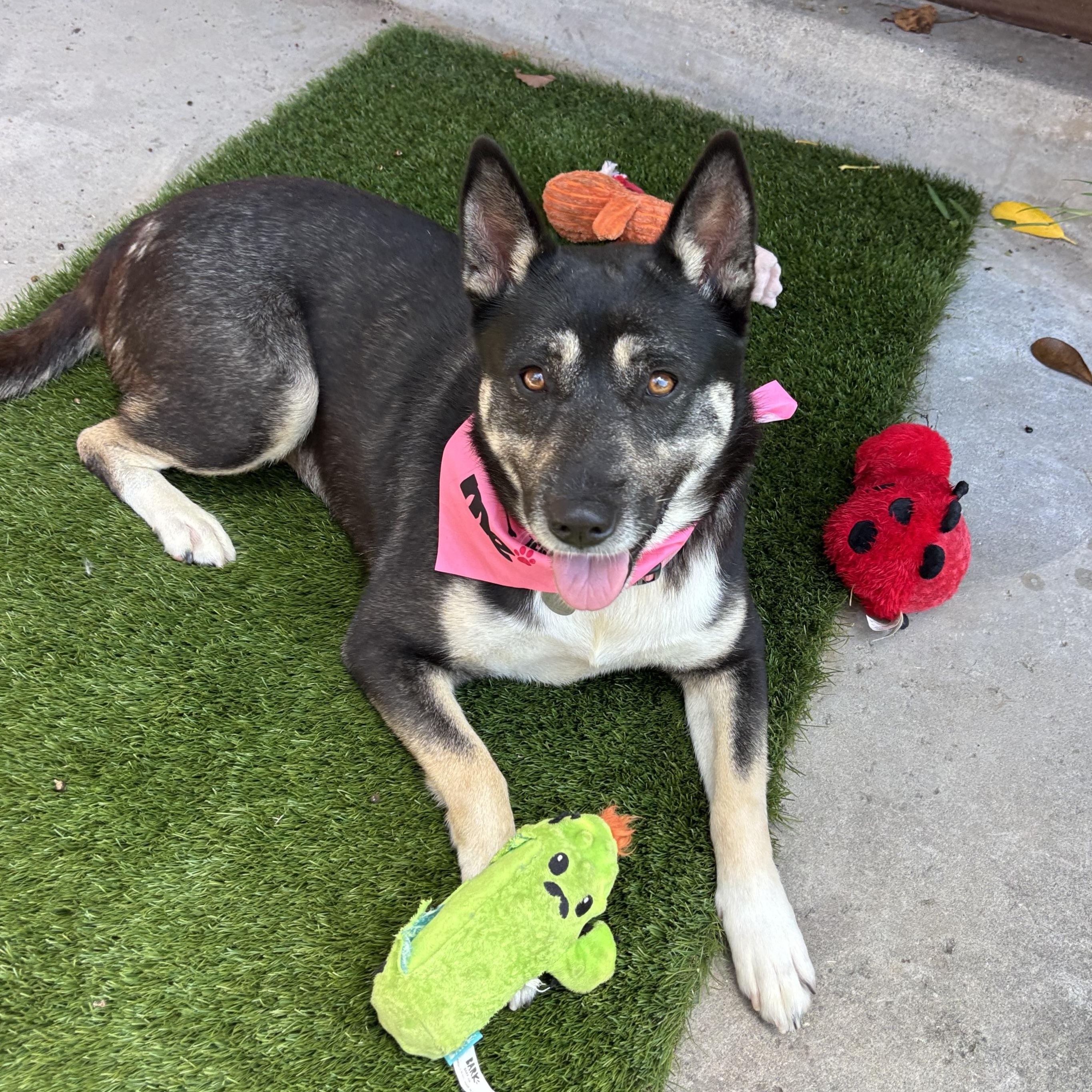 Enlarge PRiSCiLLA, a ADOPTABLE mixed breed in Carlsbad, CA image 5/6