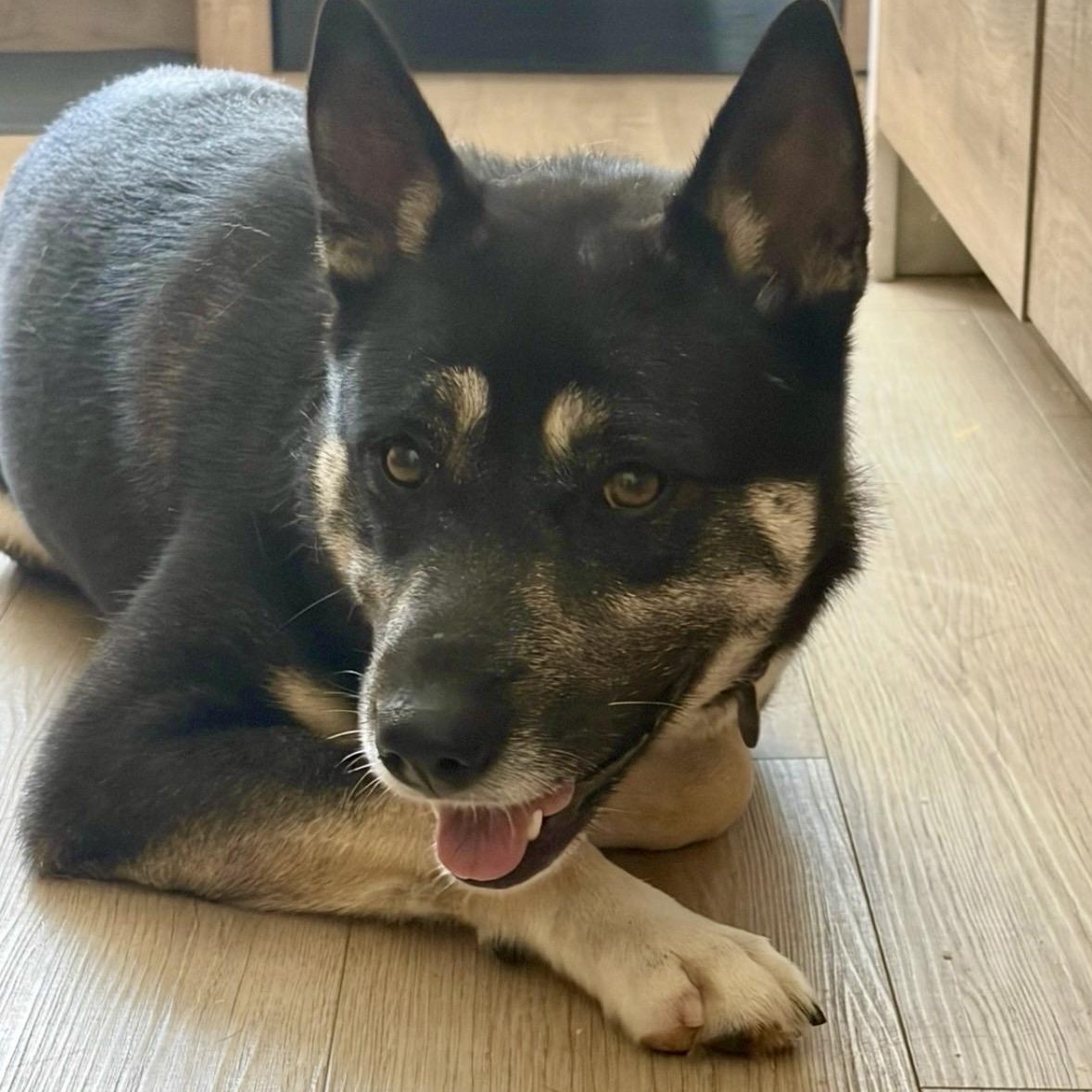 Enlarge PRiSCiLLA, a ADOPTABLE mixed breed in Carlsbad, CA image 3/6