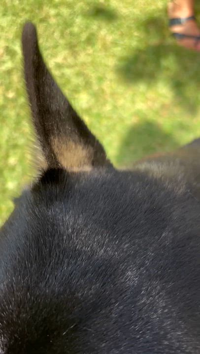 Enlarge PRiSCiLLA, a ADOPTABLE mixed breed in Carlsbad, CA video 6/6