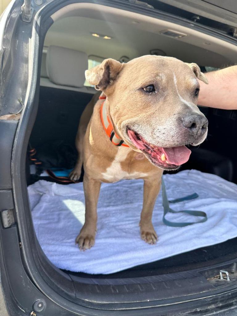 Harold, Adoptable, Adult Male Pit Bull Terrier.