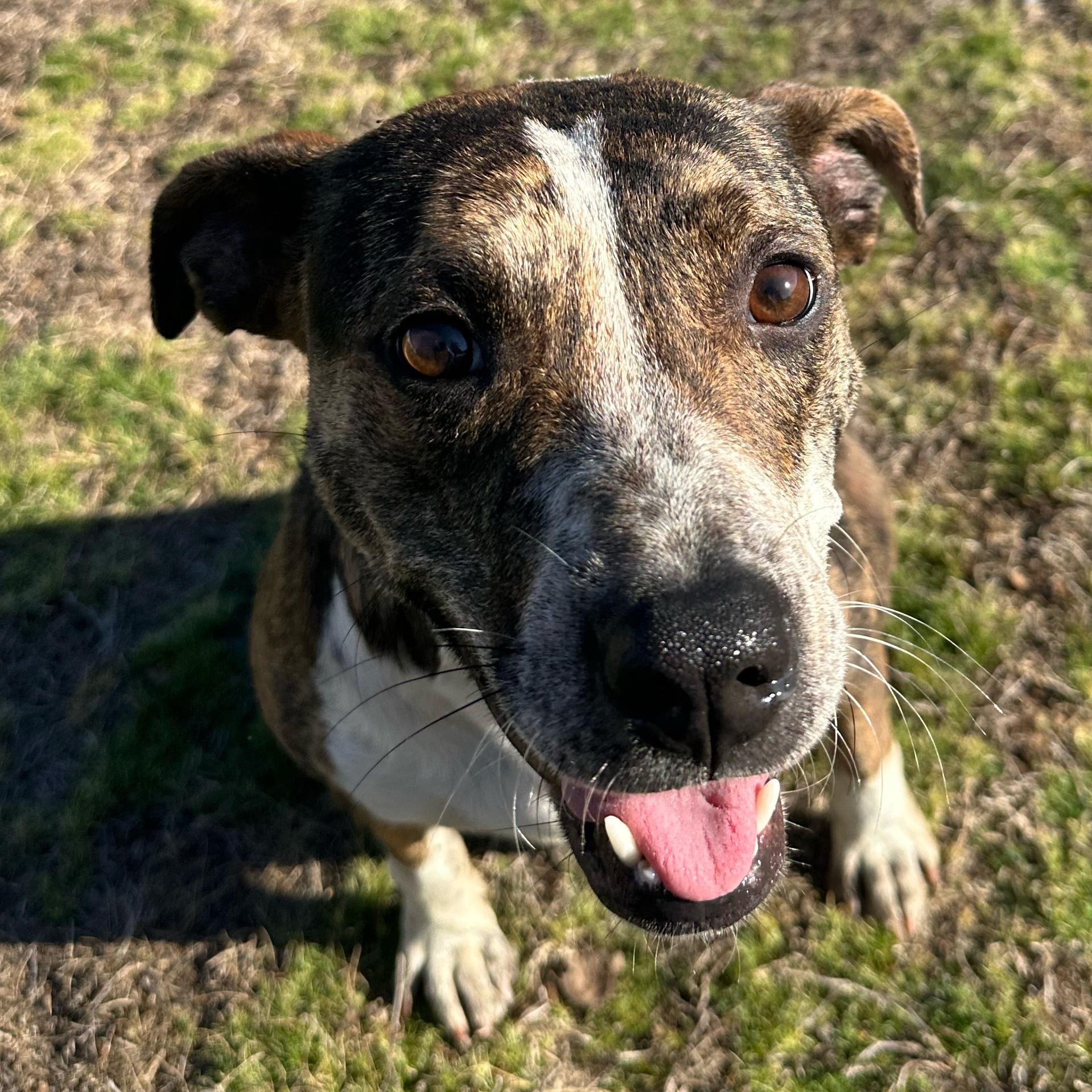 Ashley, a ADOPTABLE Pit Bull Terrier in Valdosta, GA image 1/6