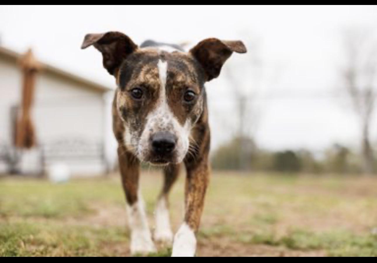 Ashley, ADOPTABLE, Young Female Pit Bull Terrier.