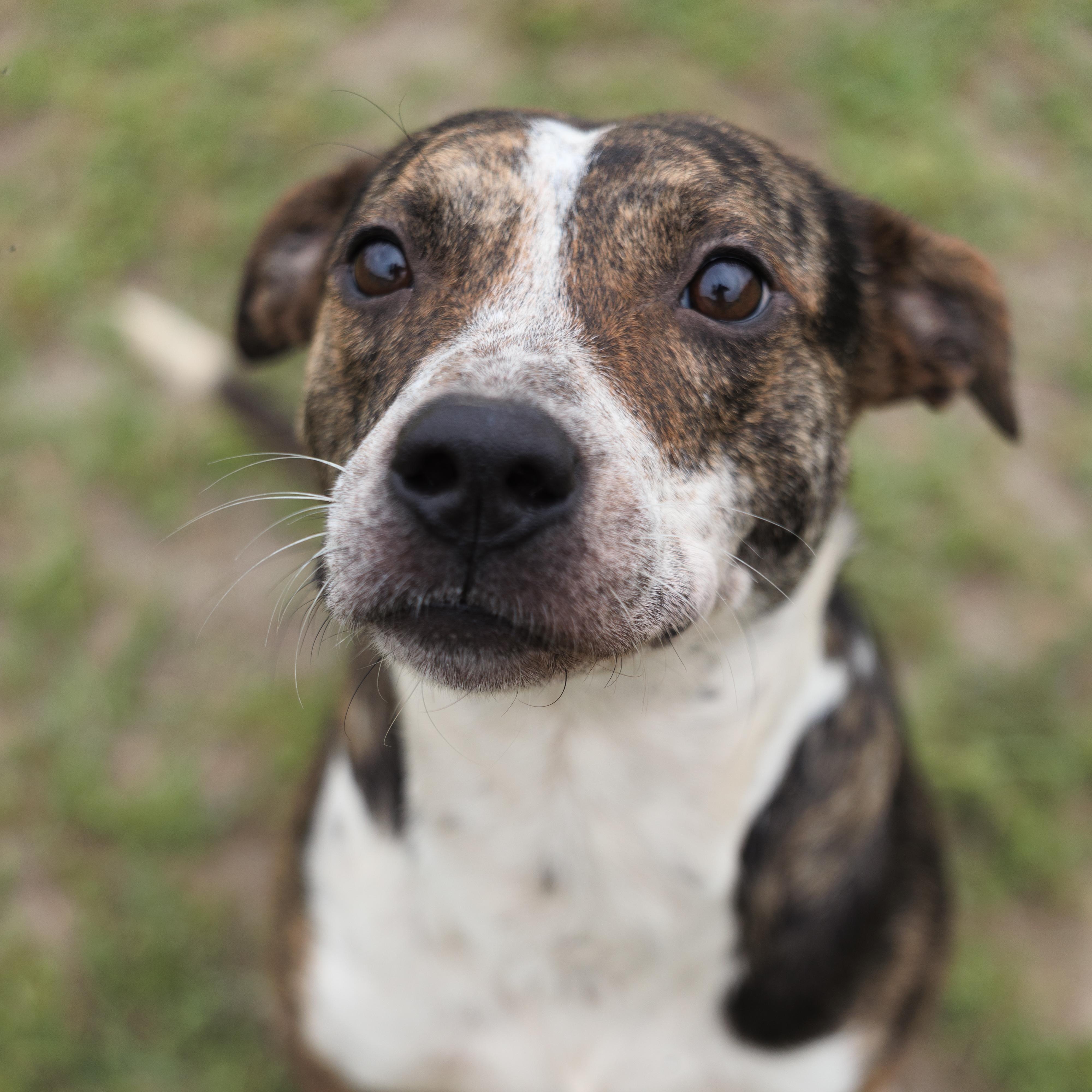 Ashley, a ADOPTABLE mixed breed in Valdosta, GA image 1/6