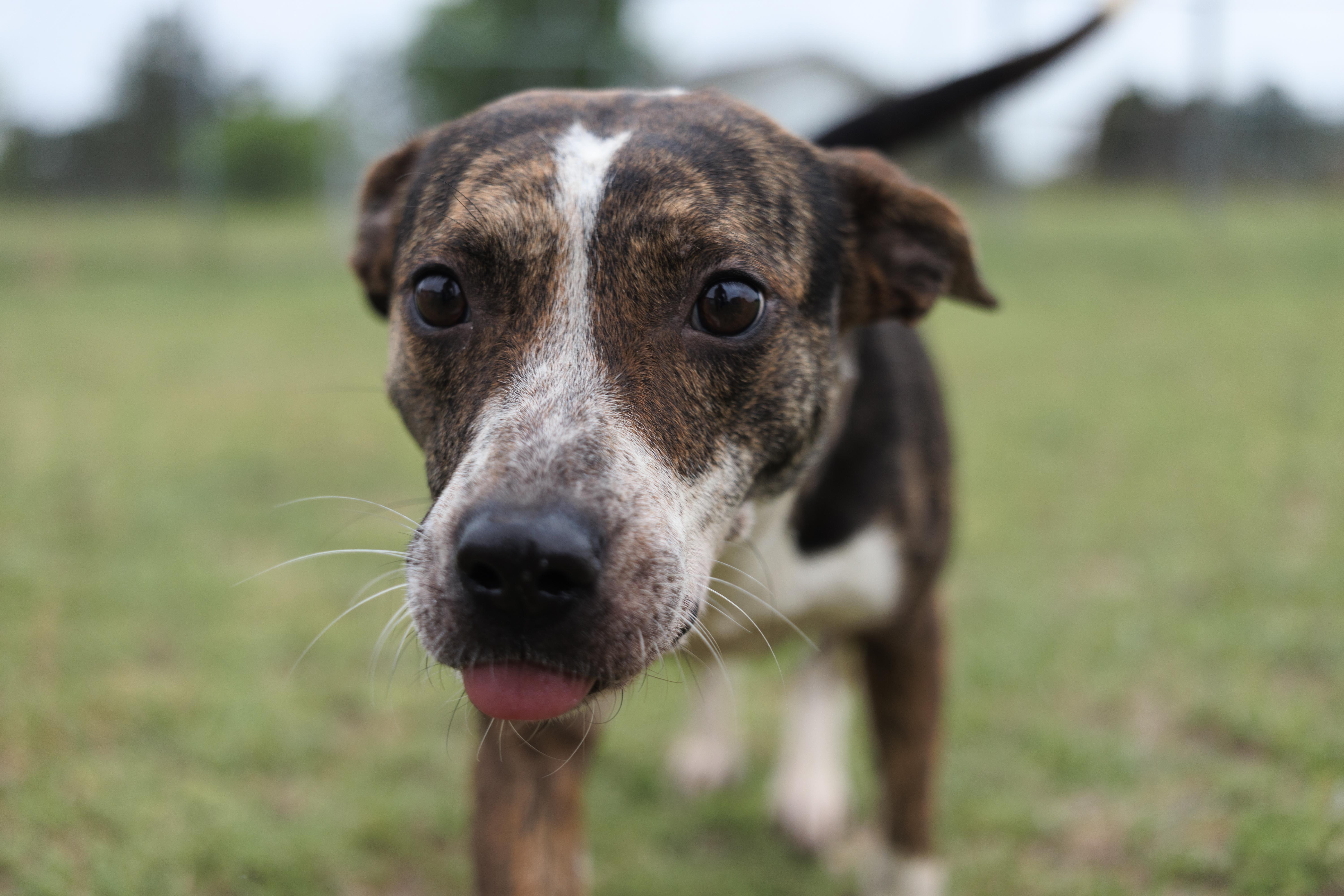 Ashley, a ADOPTABLE mixed breed in Valdosta, GA image 5/6