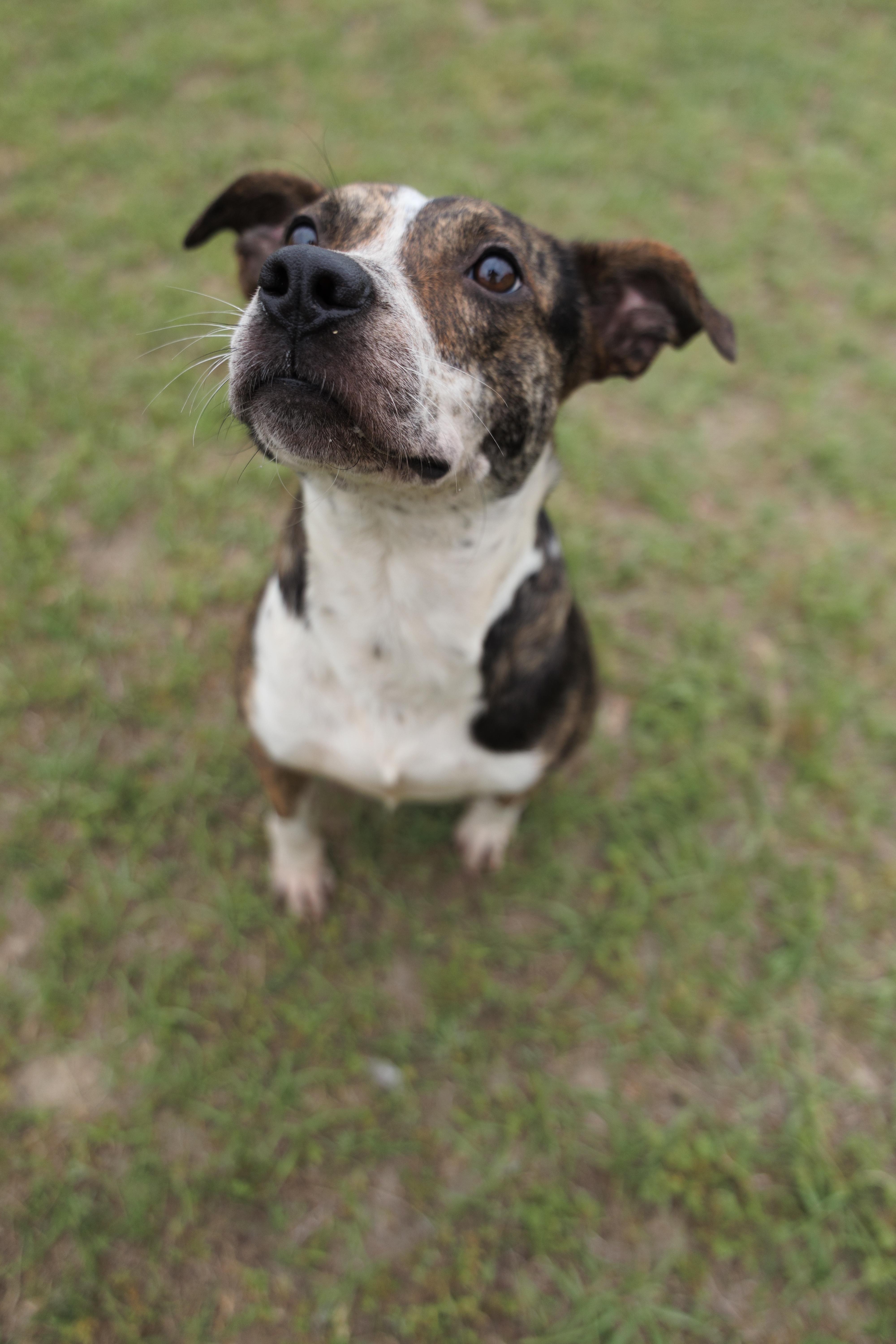 Ashley, a ADOPTABLE mixed breed in Valdosta, GA image 3/6