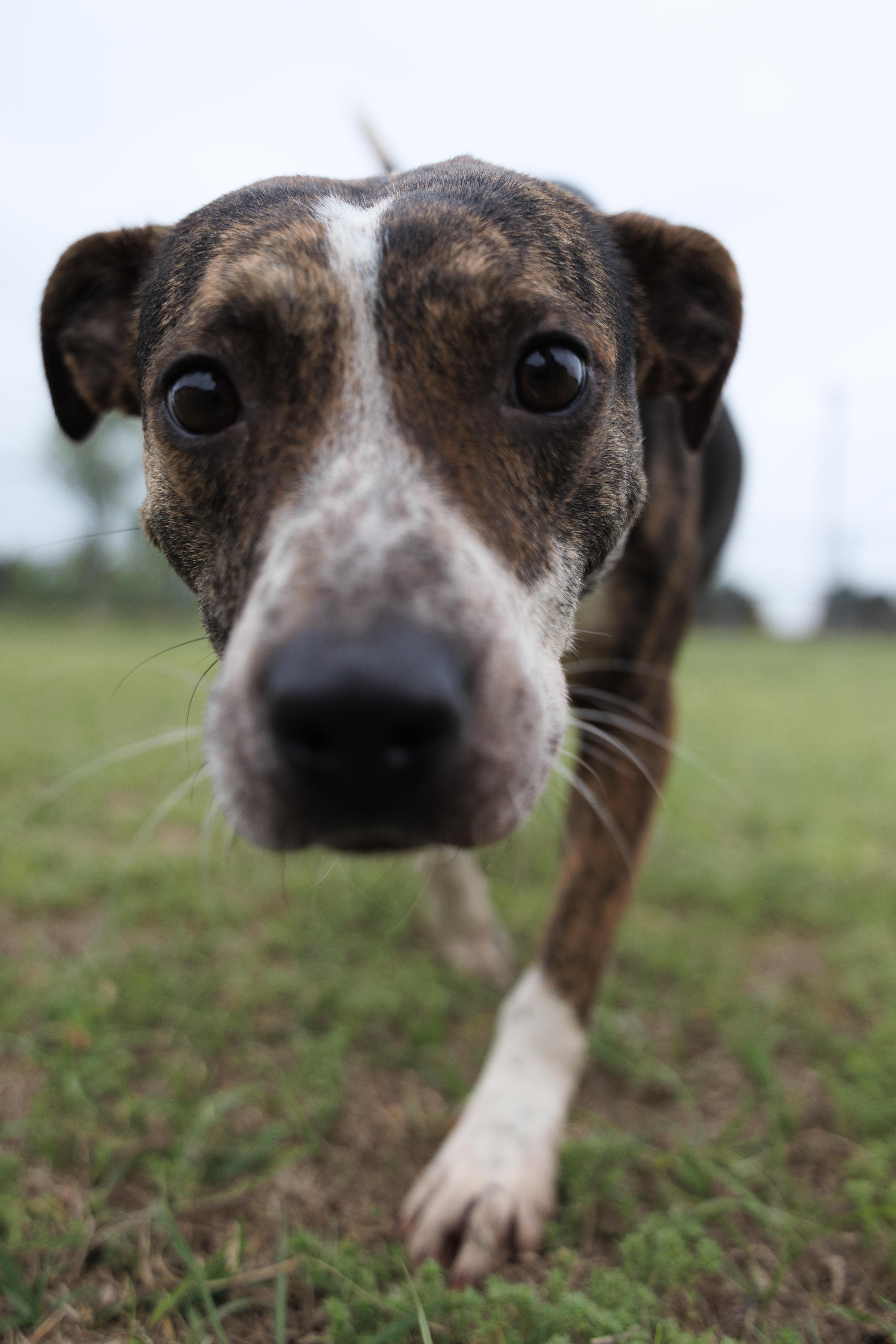 Ashley, a ADOPTABLE mixed breed in Valdosta, GA image 4/6