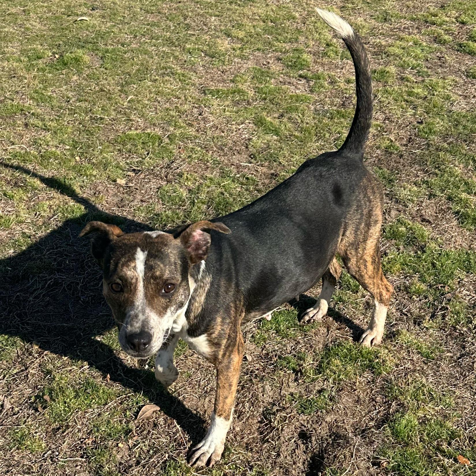 Ashley, a ADOPTABLE Pit Bull Terrier in Valdosta, GA image 2/6