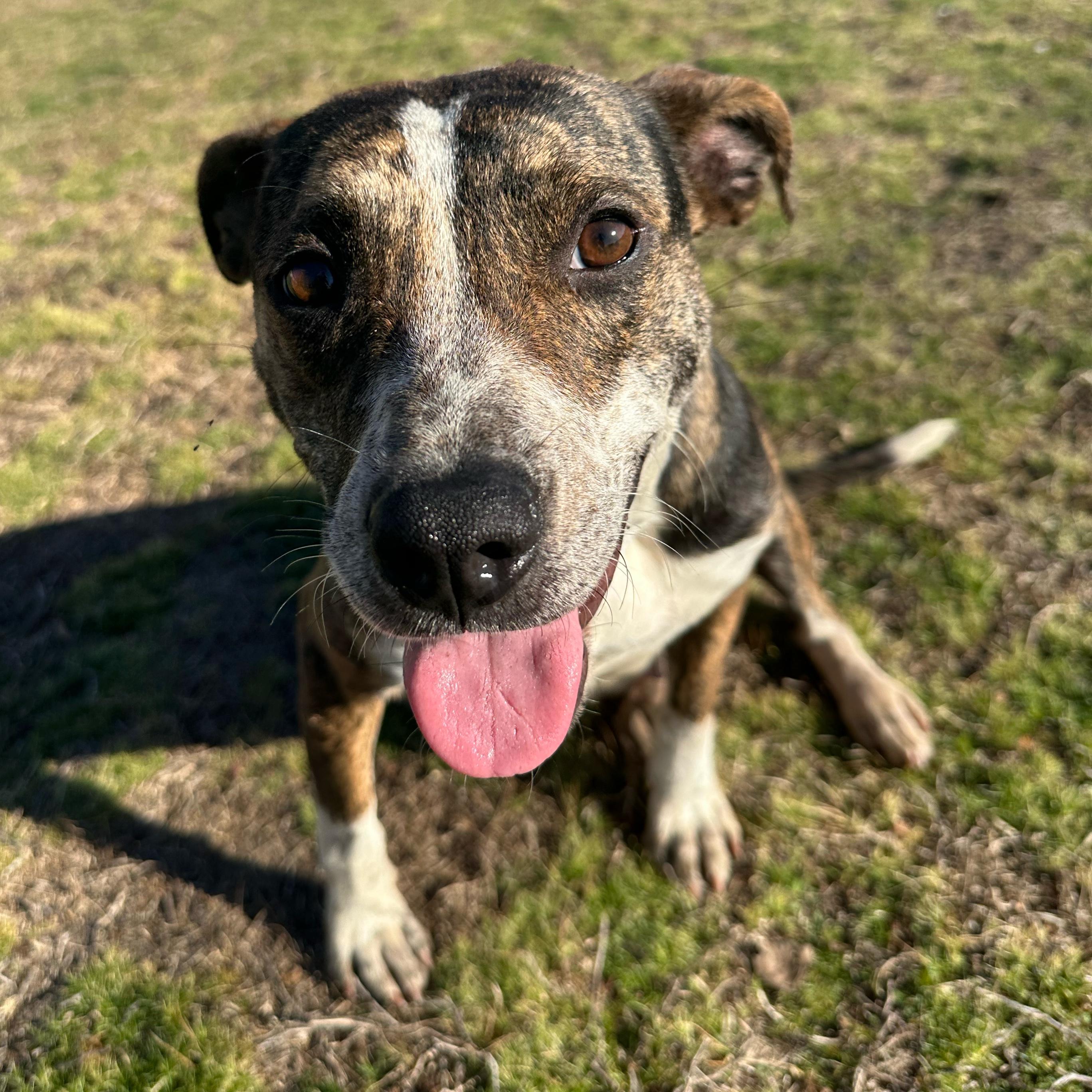 Ashley, a ADOPTABLE Pit Bull Terrier in Valdosta, GA image 3/6