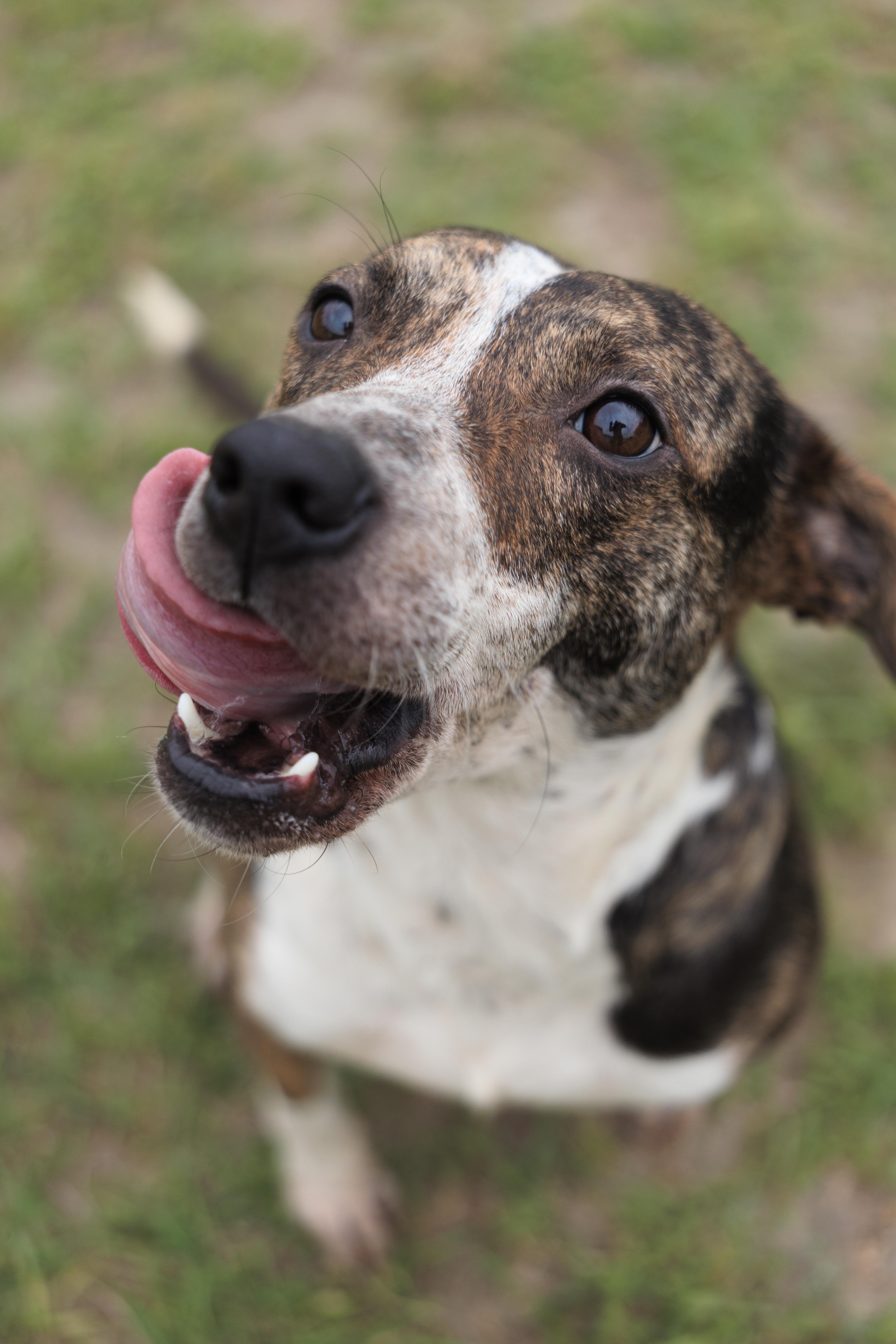 Ashley, a ADOPTABLE mixed breed in Valdosta, GA image 2/6