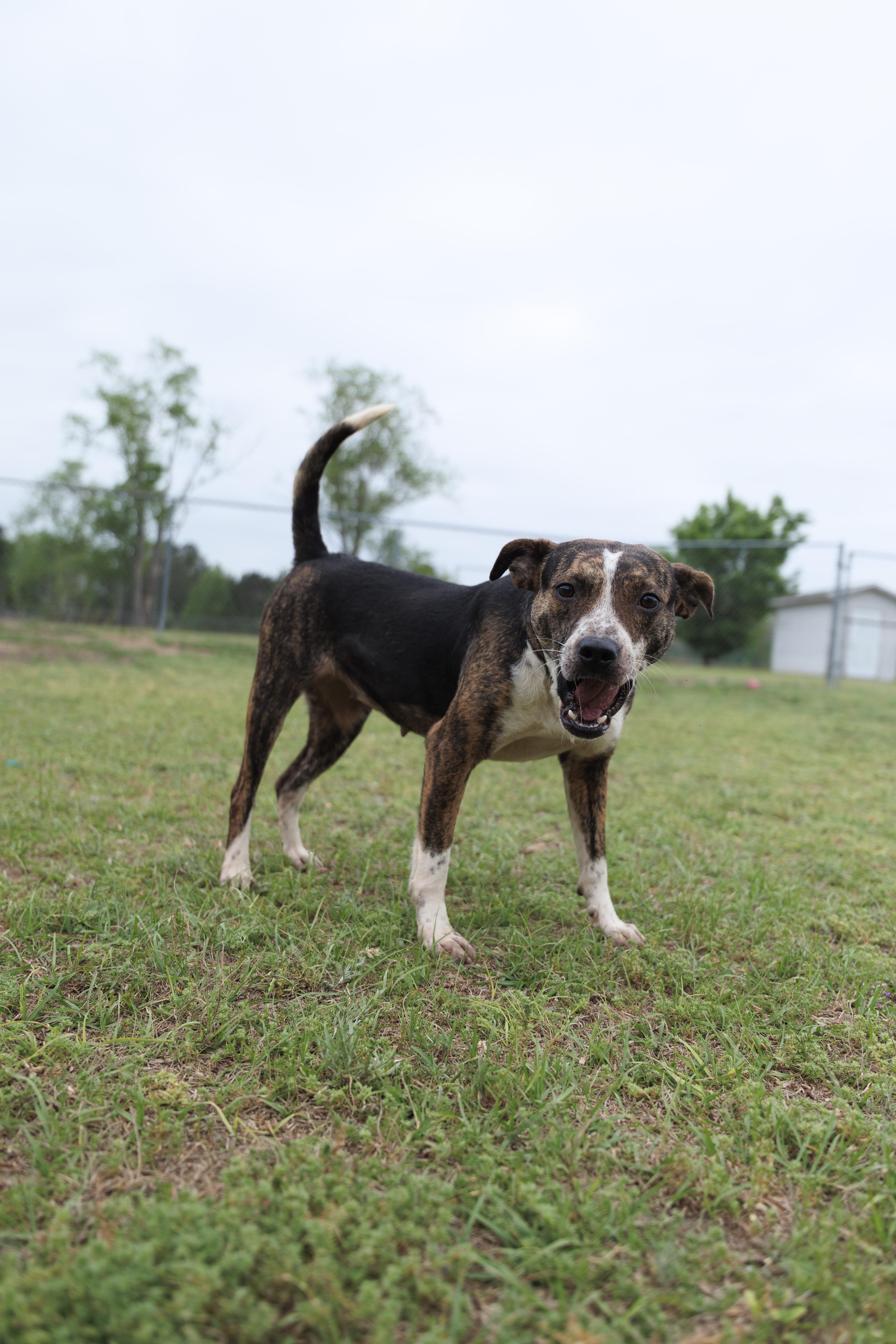Ashley, a ADOPTABLE mixed breed in Valdosta, GA image 6/6