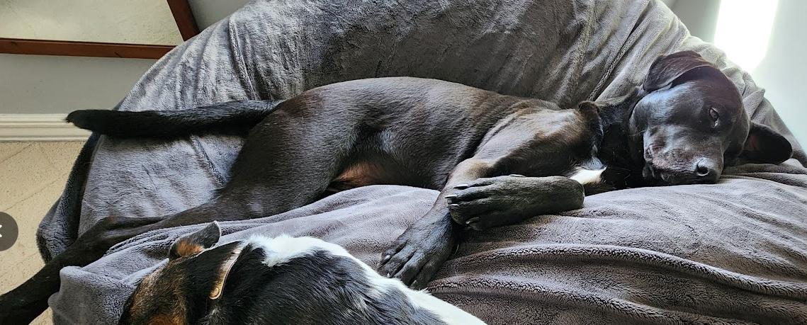 Ollie, a ADOPTABLE mixed breed in Lafayette, CA image 3/4