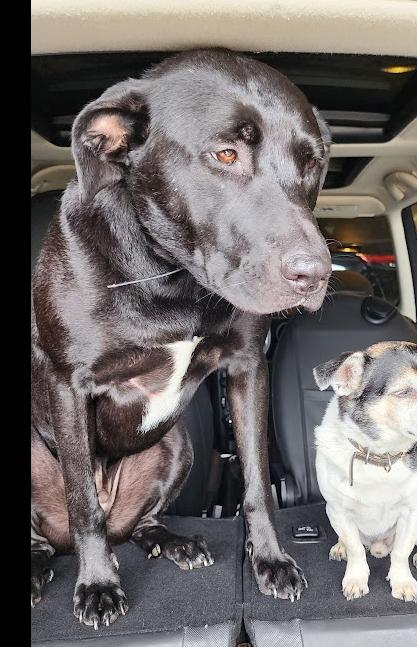 Ollie, a ADOPTABLE mixed breed in Lafayette, CA image 4/4