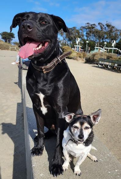 Ollie, a ADOPTABLE mixed breed in Lafayette, CA image 2/4