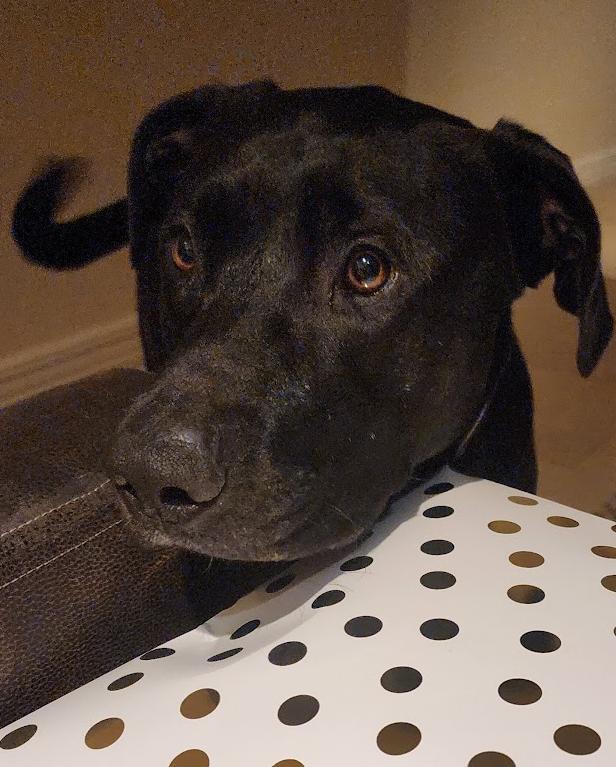 Ollie, ADOPTABLE, Adult Male Black Labrador Retriever.