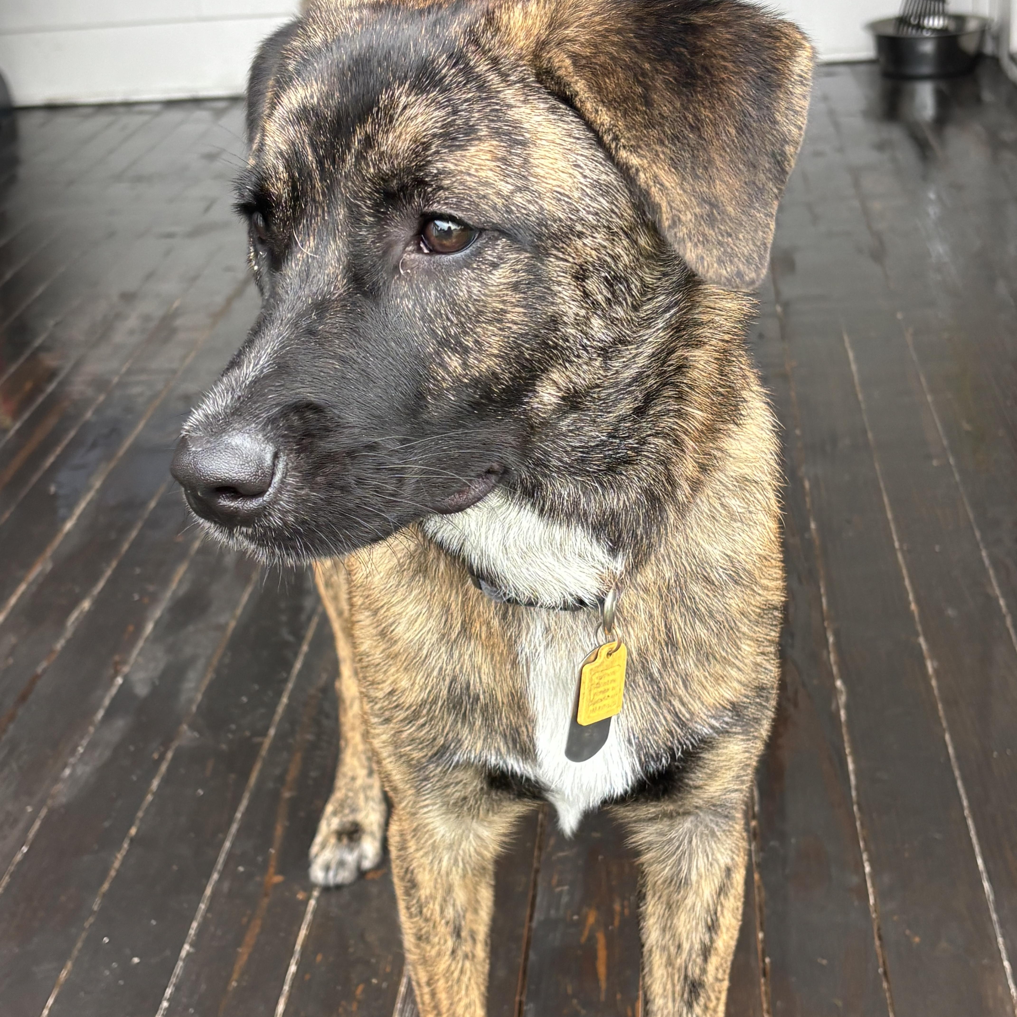 Stromboli, a ADOPTABLE Tennessee Treeing Brindle in New Orleans, LA image 2/6