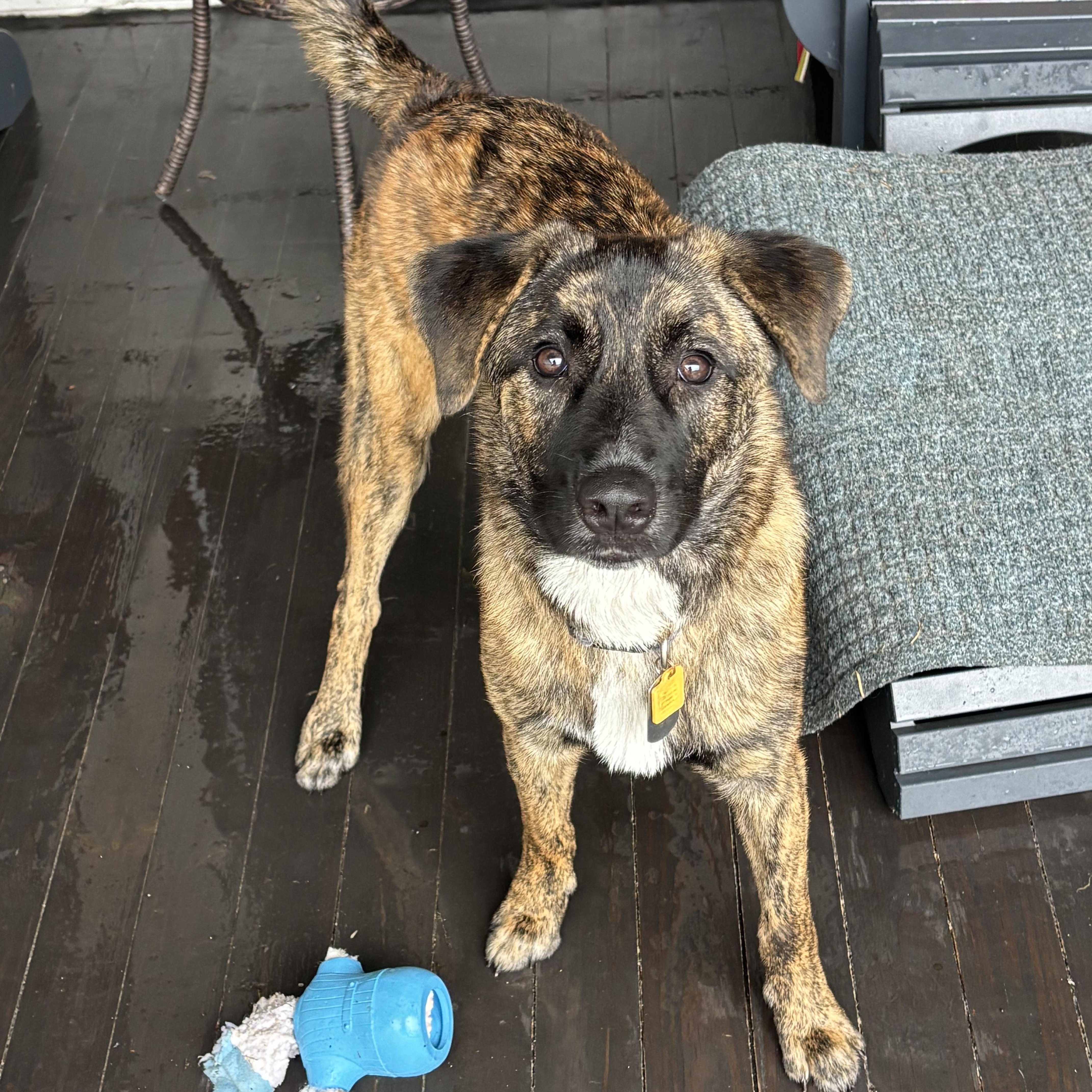 Stromboli, a ADOPTABLE Tennessee Treeing Brindle in New Orleans, LA image 3/6