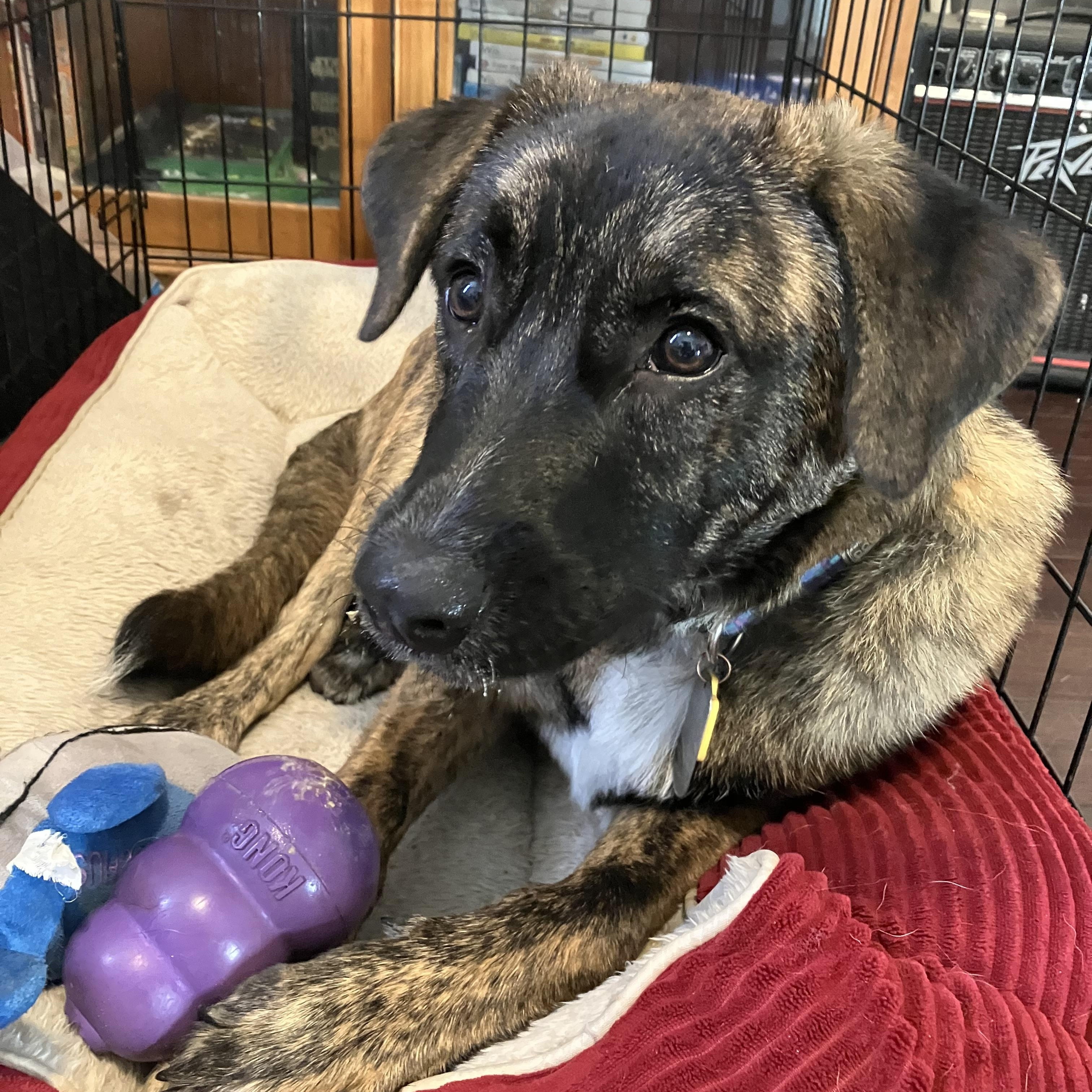 Enlarge Stromboli, a ADOPTABLE Tennessee Treeing Brindle in New Orleans, LA image 1/3