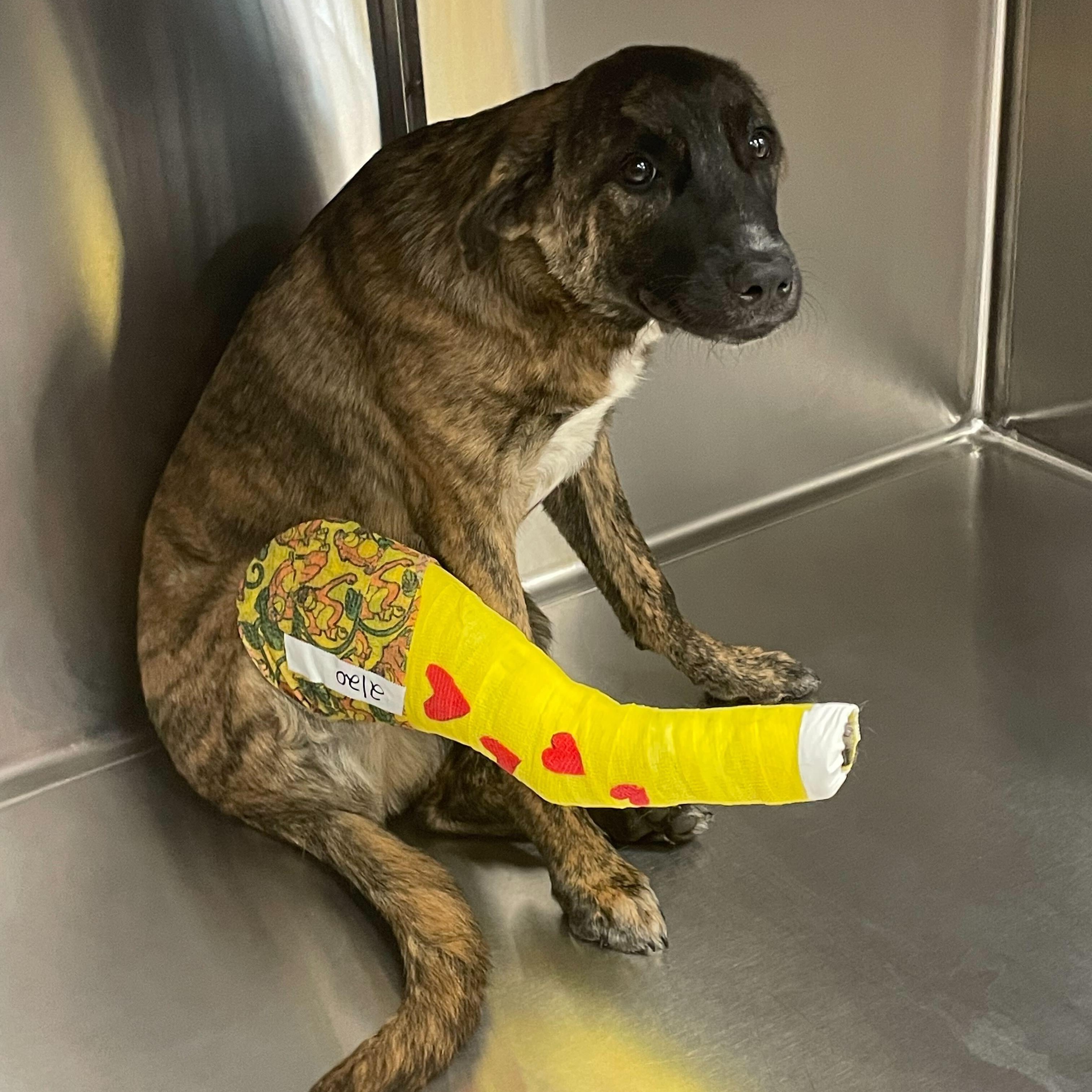Enlarge Stromboli, a ADOPTABLE Tennessee Treeing Brindle in New Orleans, LA image 3/3