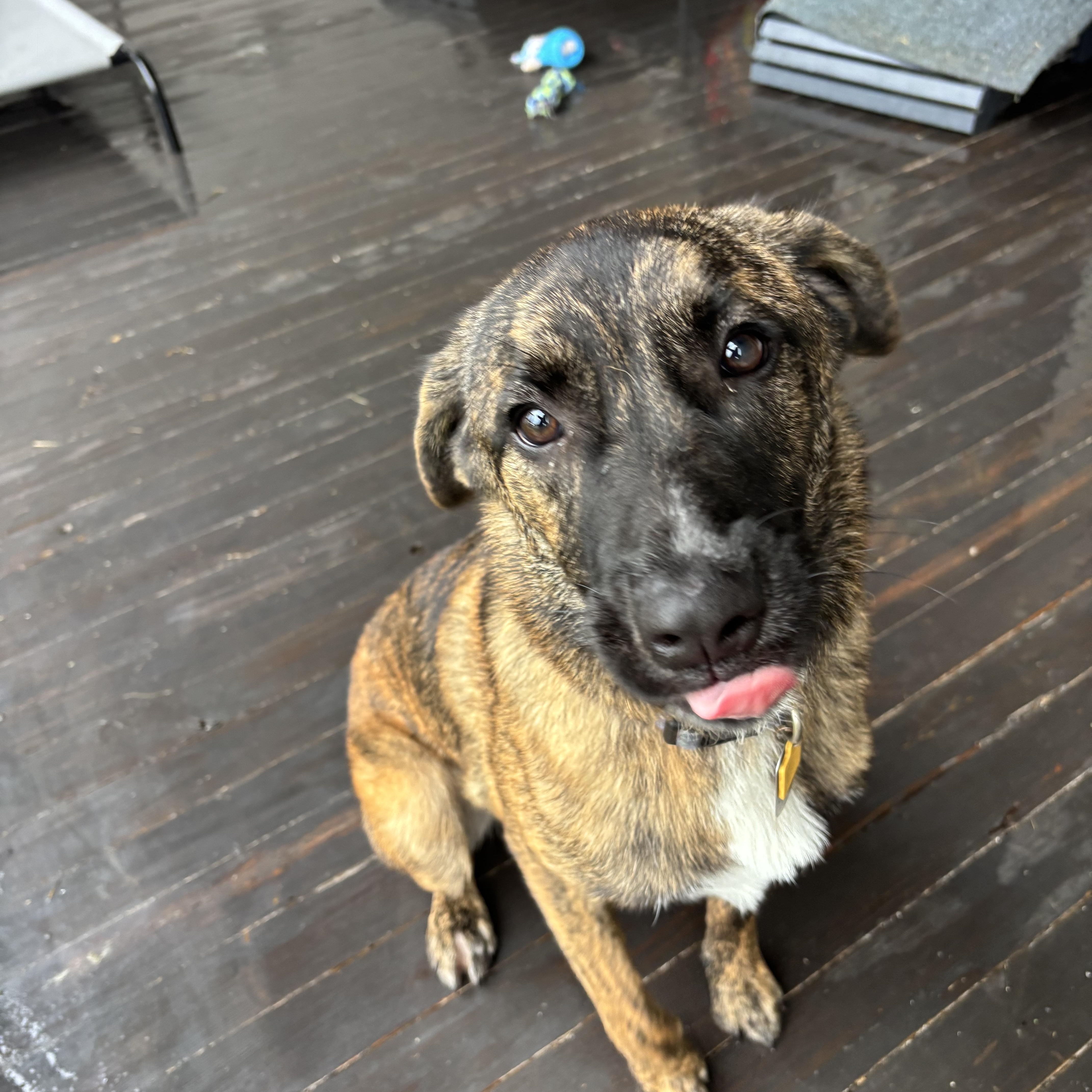 Stromboli, ADOPTABLE, Puppy Male Tennessee Treeing Brindle.