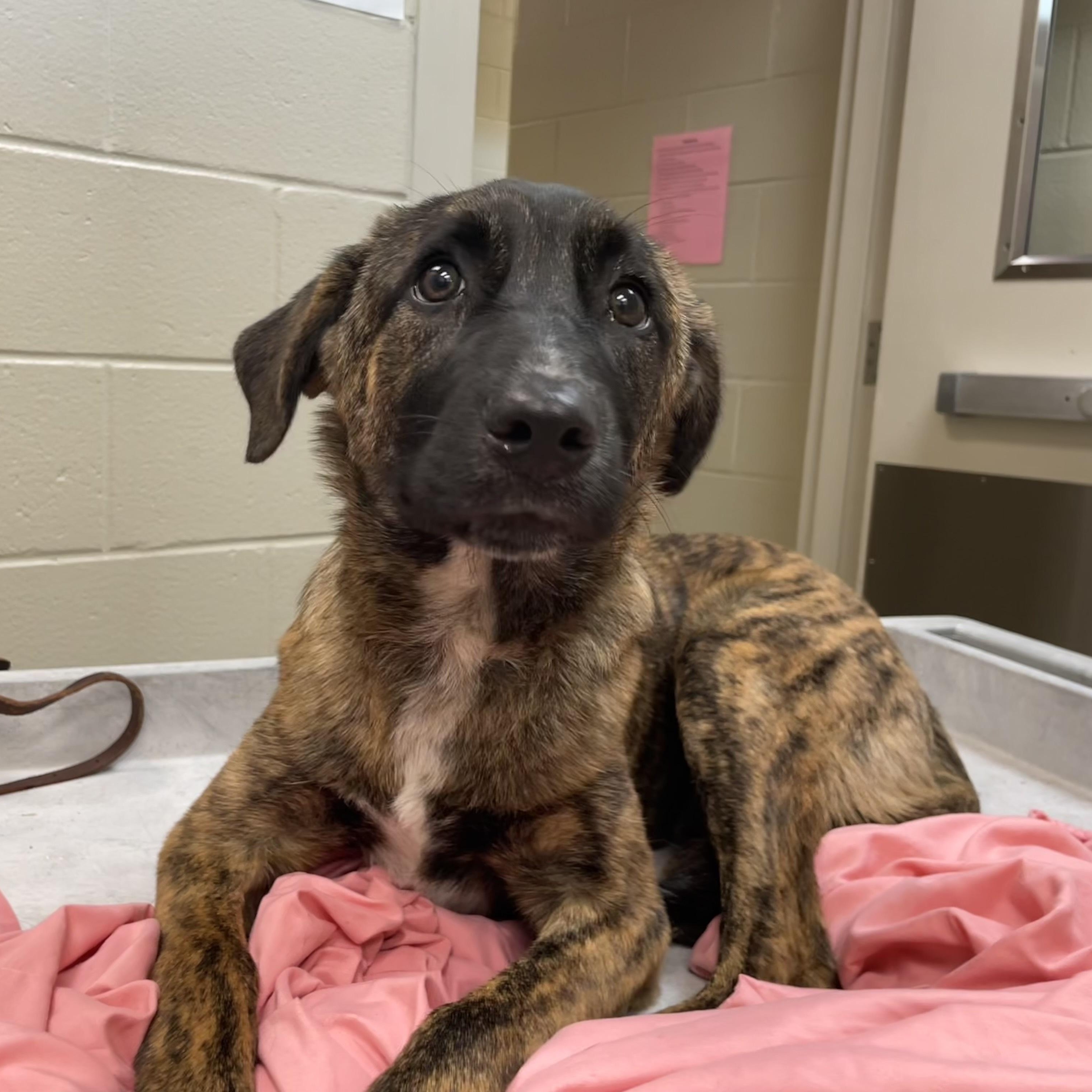 Enlarge Stromboli, a ADOPTABLE Tennessee Treeing Brindle in New Orleans, LA image 2/3