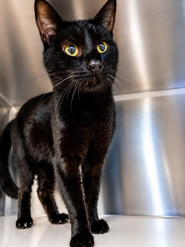ASPEN, Adoptable, Young Male Domestic Short Hair.