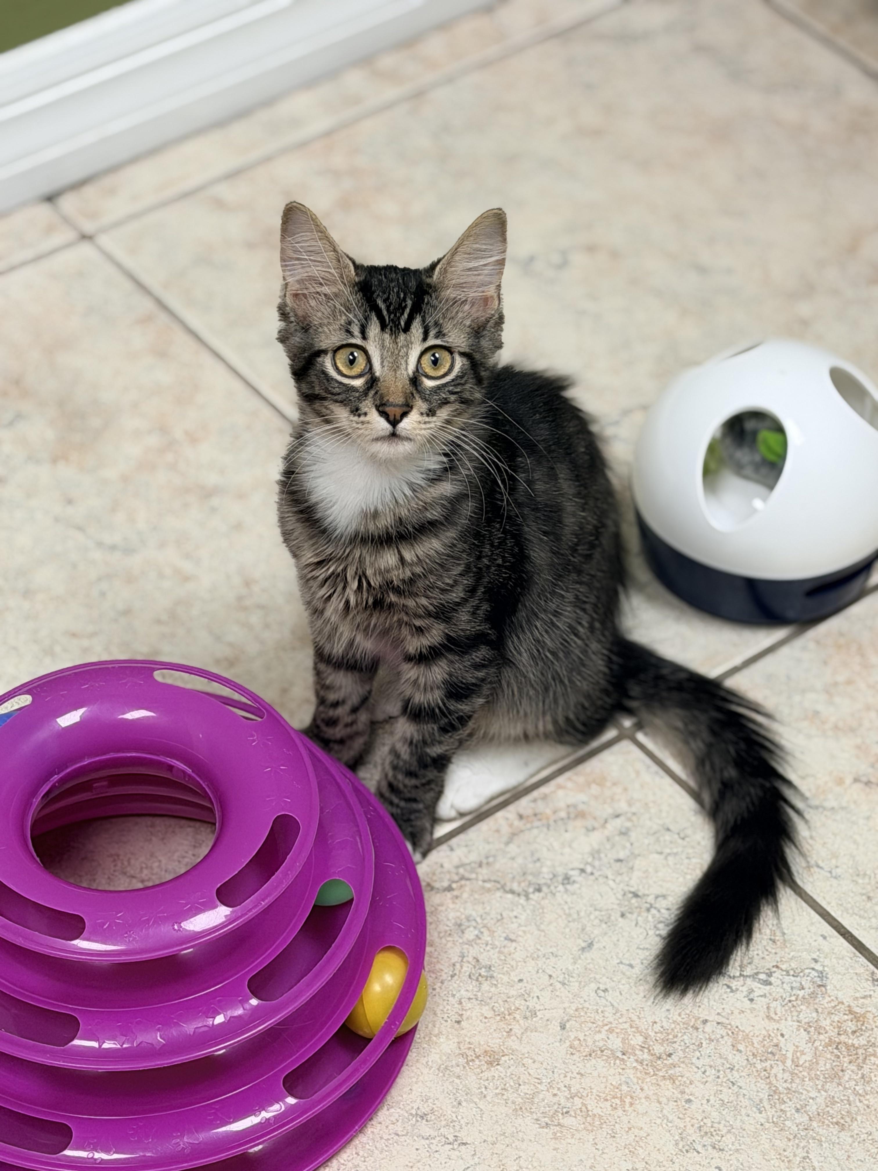 Enlarge Loki, a Adoptable Domestic Medium Hair in Orange City, FL image 1/1