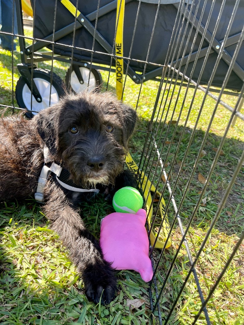 Alana, Adopted, Puppy Female Terrier & Poodle.