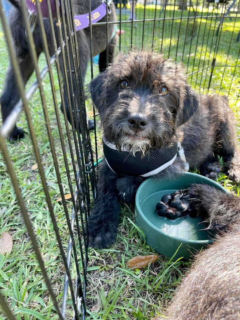 Enlarge Alana, a Adopted mixed breed in Ponchatoula, LA image 2/4