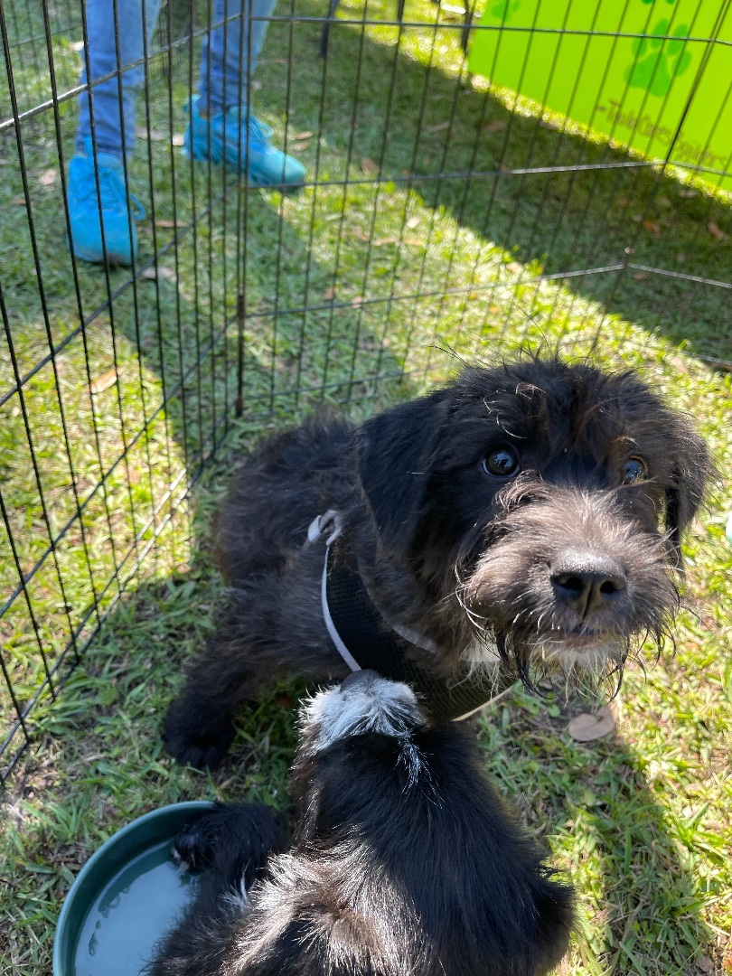 Enlarge Alana, a Adopted mixed breed in Ponchatoula, LA image 3/4