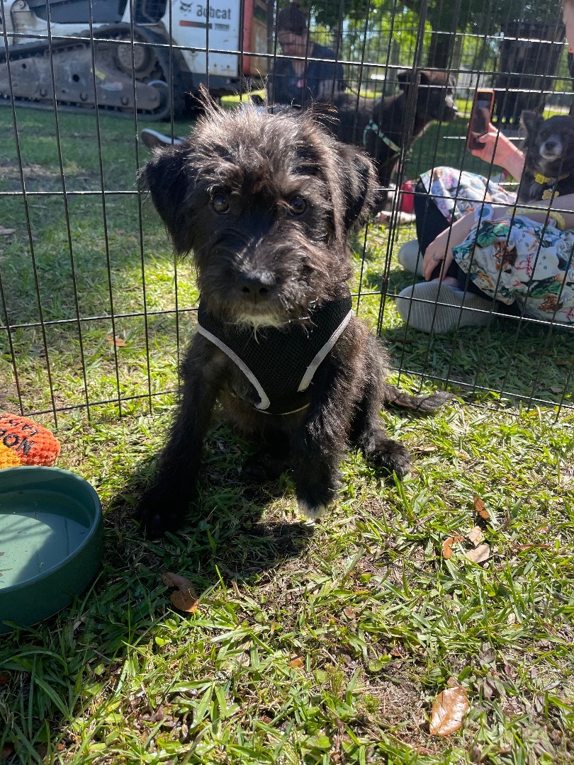 Enlarge Alana, a Adopted mixed breed in Ponchatoula, LA image 4/4