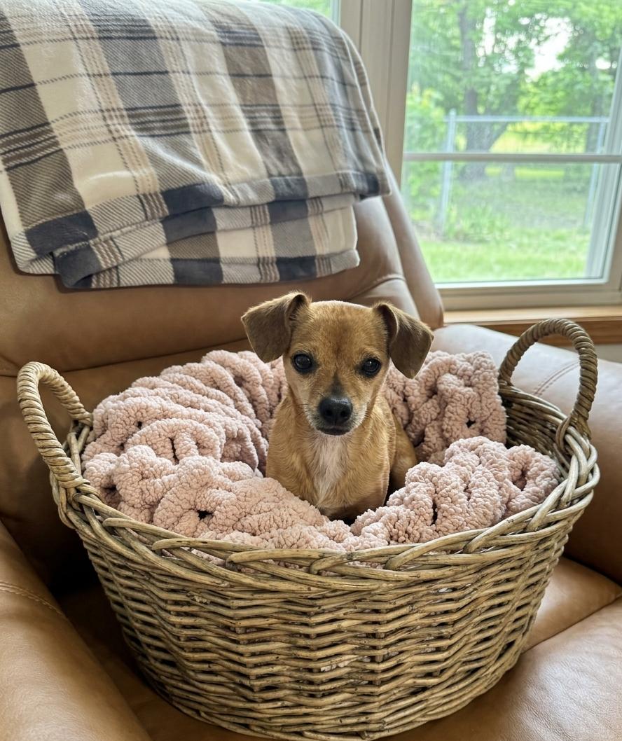 **TINA**, a Adoptable Chihuahua in North Prairie, WI image 1/2