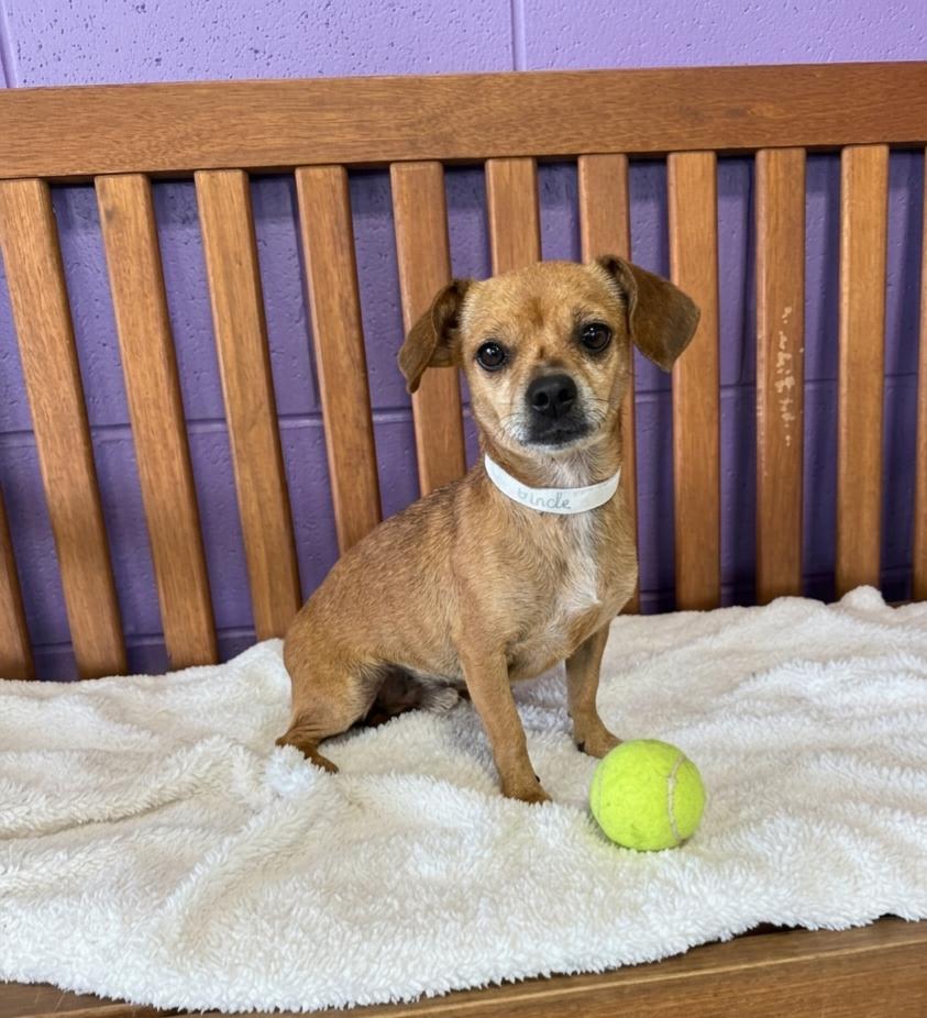 **TINA**, a Adoptable Chihuahua in North Prairie, WI image 2/2