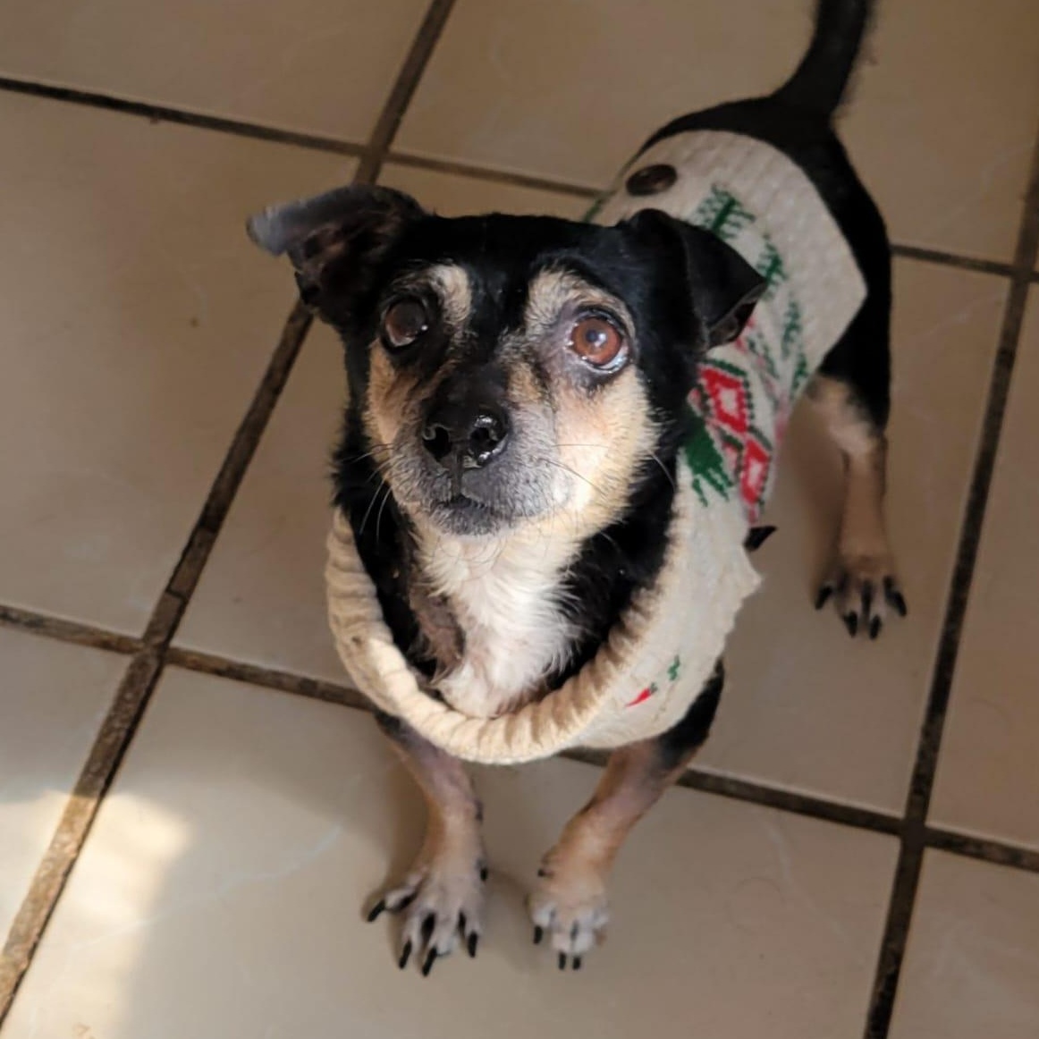 Enlarge Otto, a Adoptable mixed breed in Sherwood, OR image 6/6