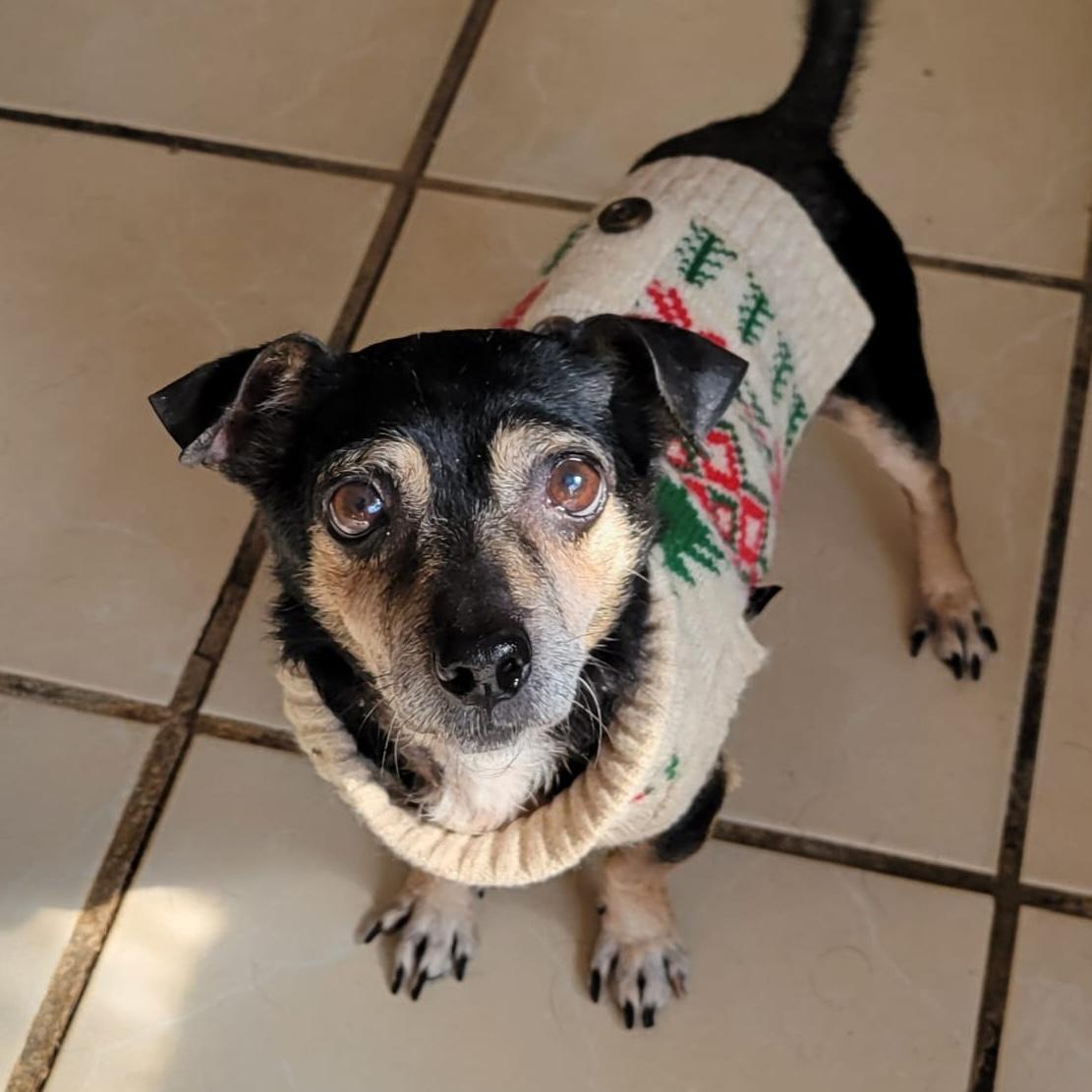 Enlarge Otto, a Adoptable mixed breed in Sherwood, OR image 5/6