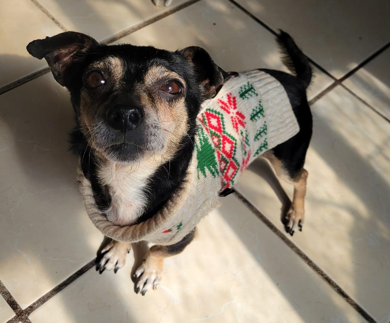 Enlarge Otto, a Adoptable mixed breed in Sherwood, OR image 4/6