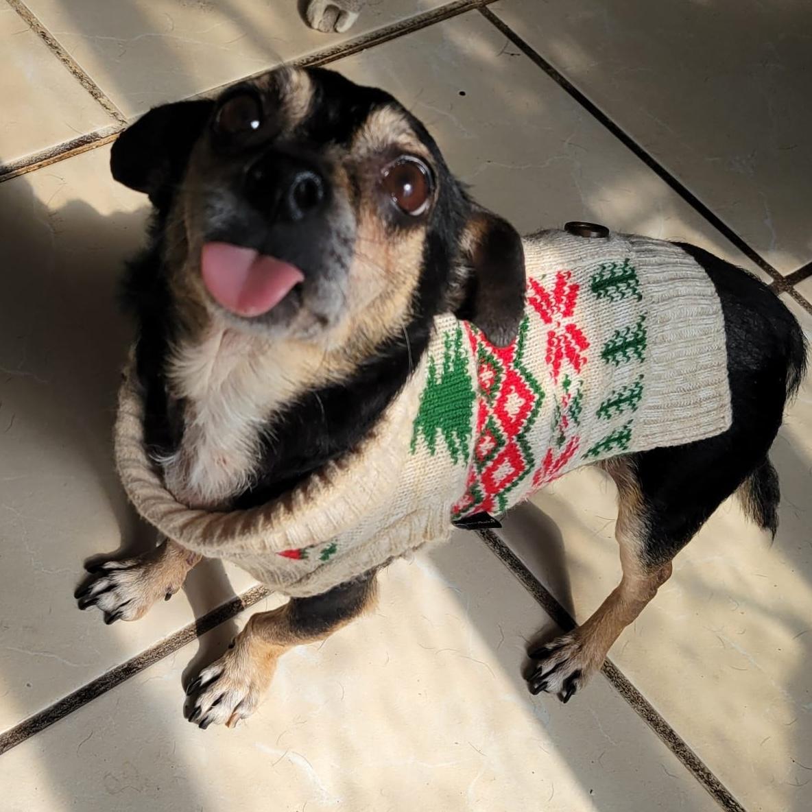 Enlarge Otto, a Adoptable mixed breed in Sherwood, OR image 3/6