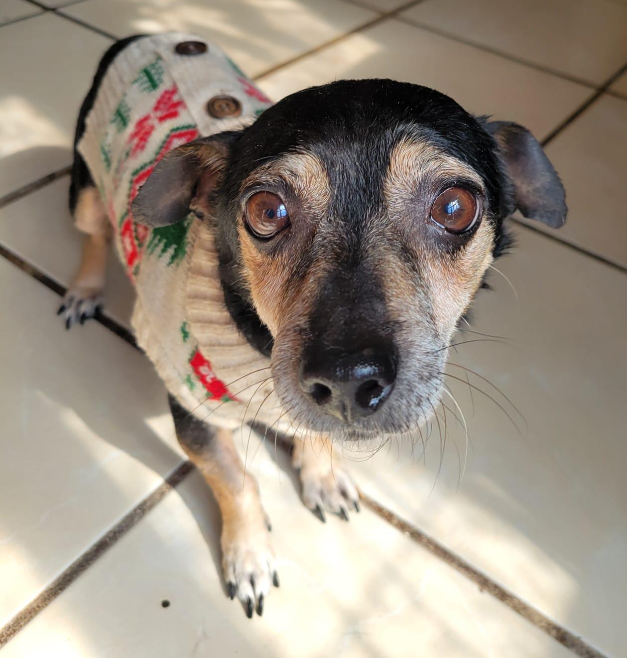 Otto, Adoptable, Adult Male Chihuahua.